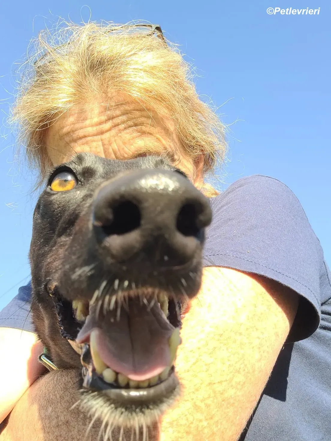 Genoa adozione levrieri greyhound 13