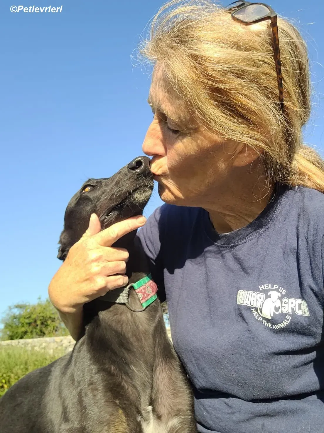 Genoa adozione levrieri greyhound 14