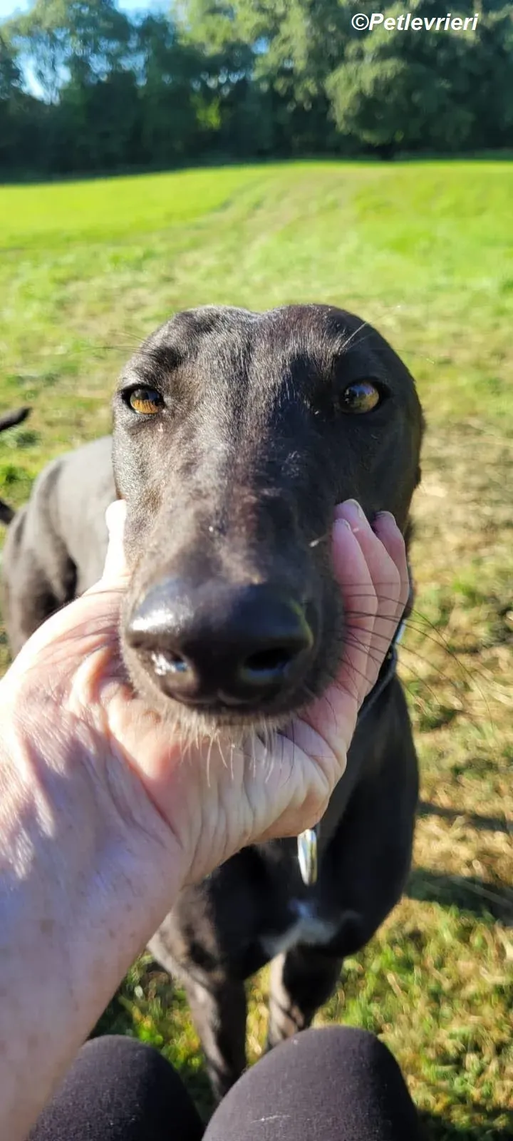 Genoa adozione levrieri greyhound 15