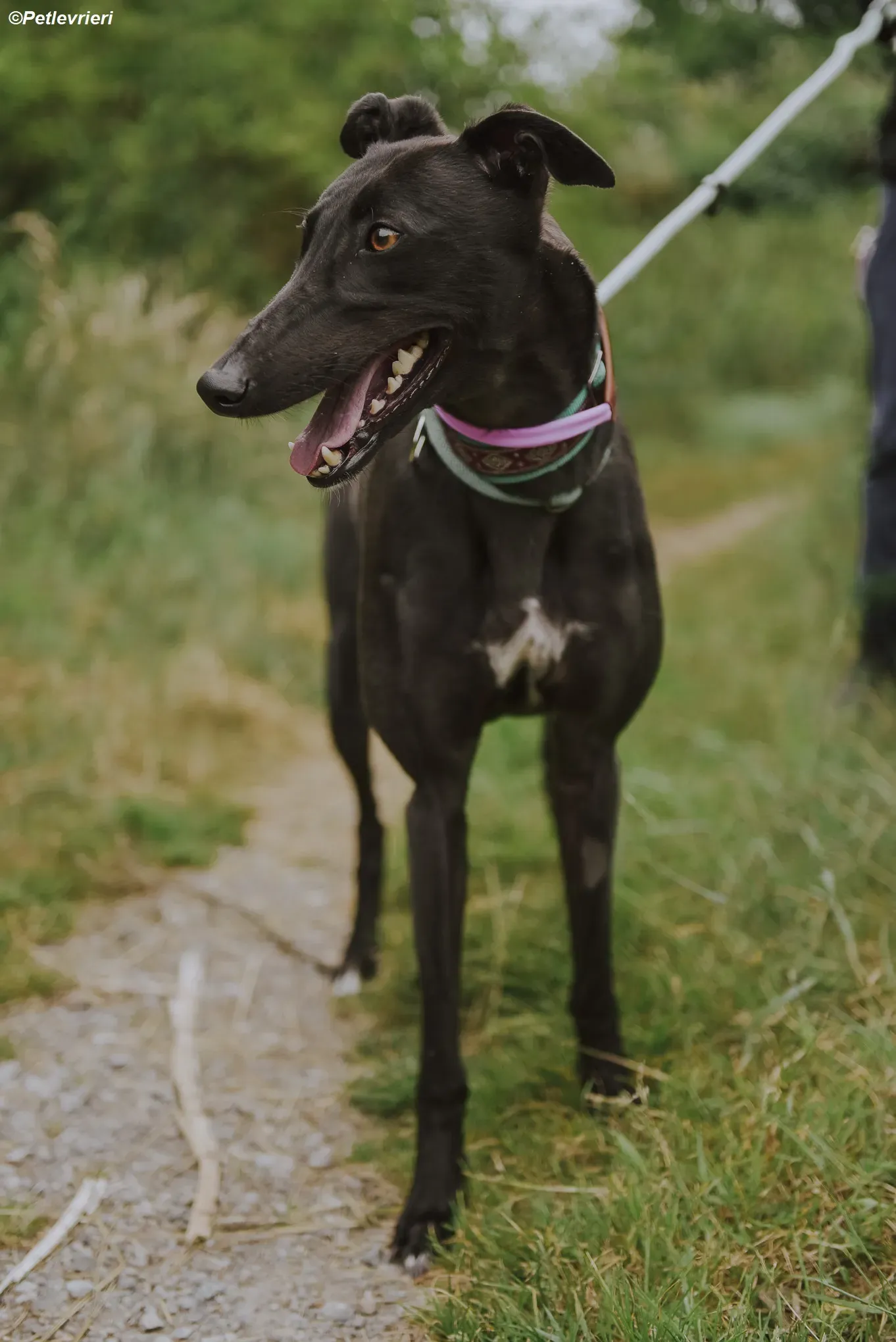 Genoa adozione levrieri greyhound 2