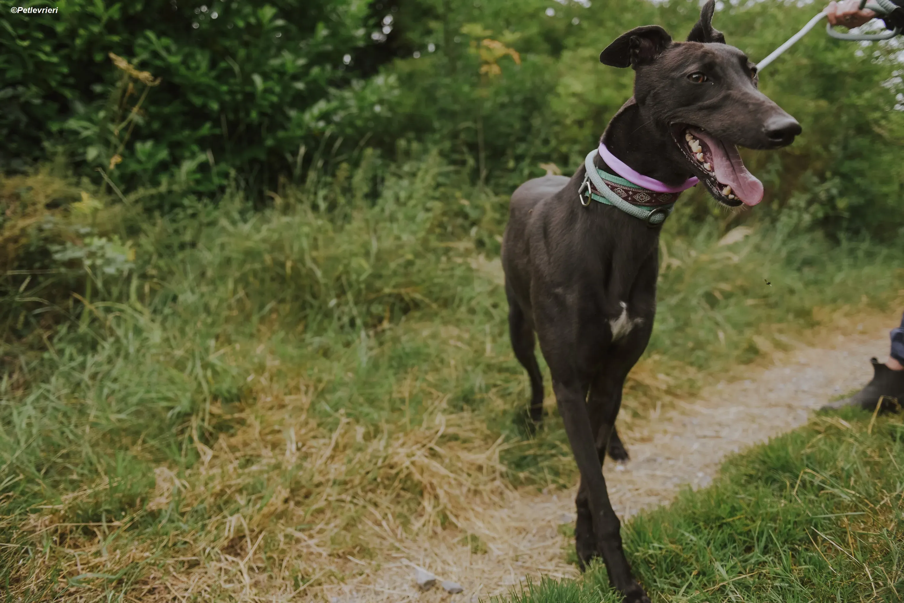 Genoa adozione levrieri greyhound 3