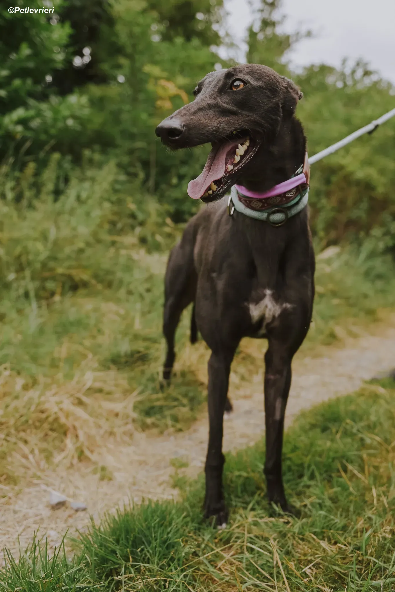 Genoa adozione levrieri greyhound 4