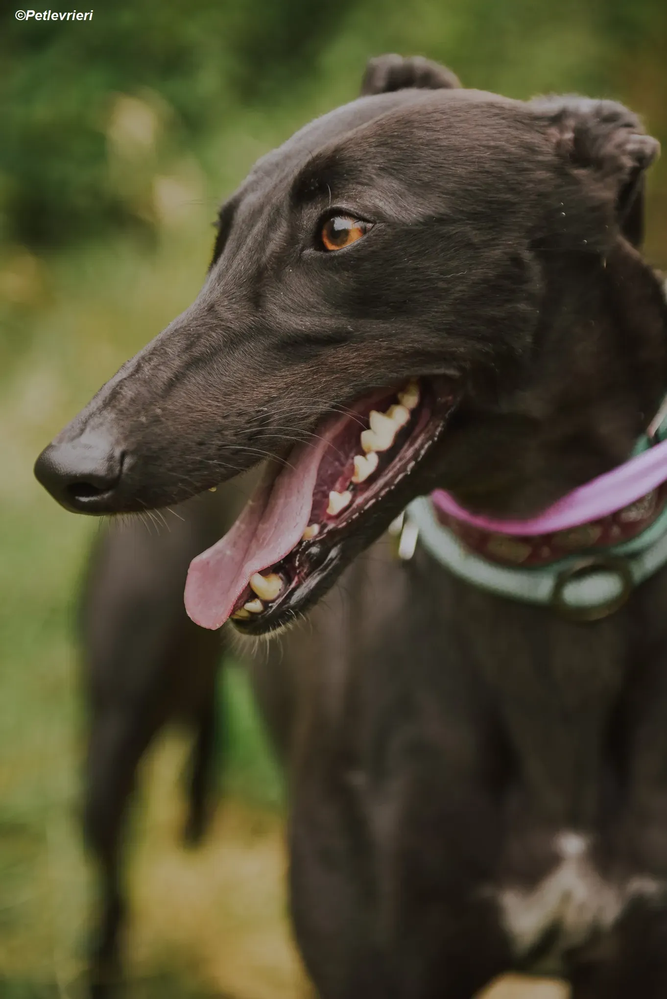 Genoa adozione levrieri greyhound 5