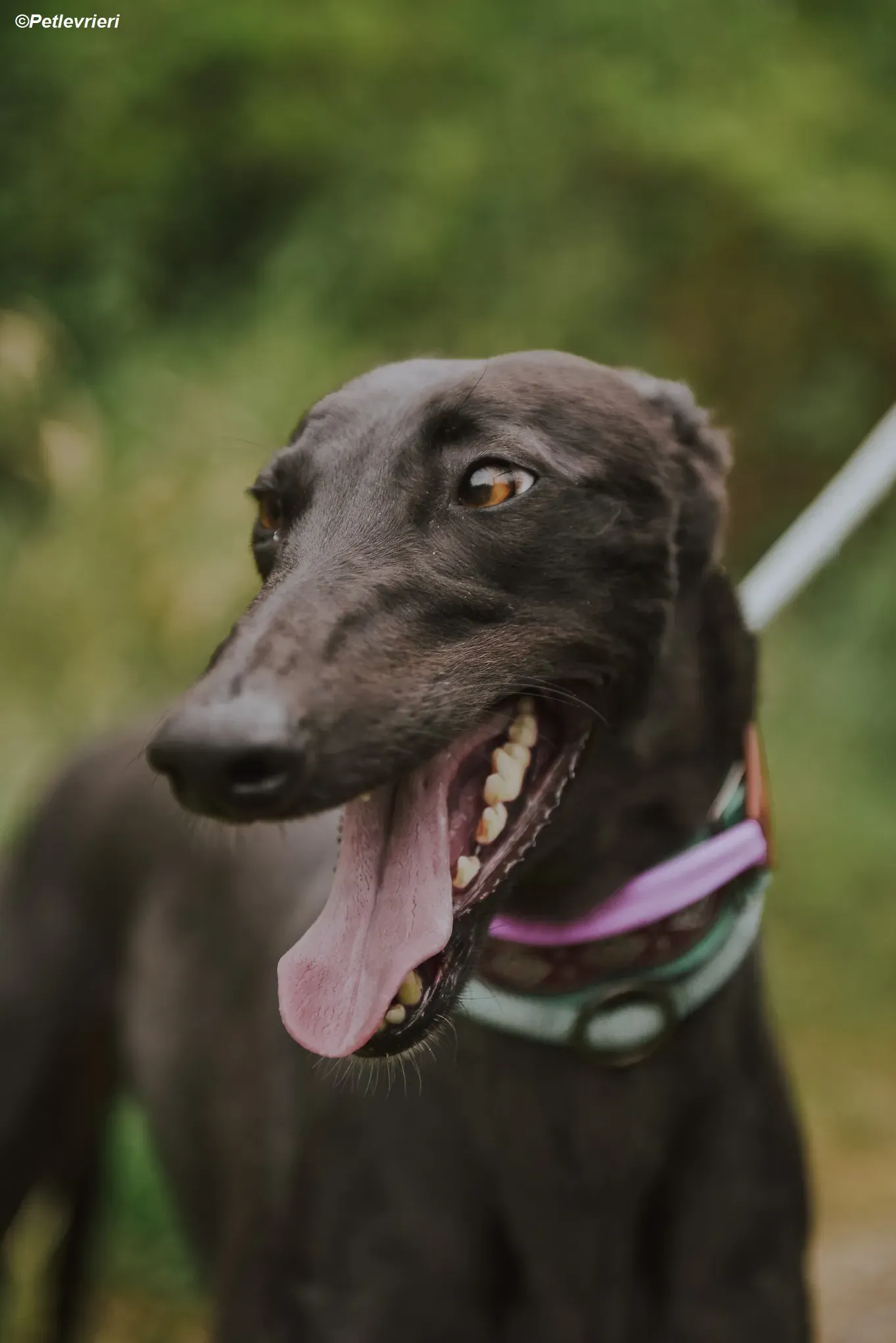 Genoa adozione levrieri greyhound 6