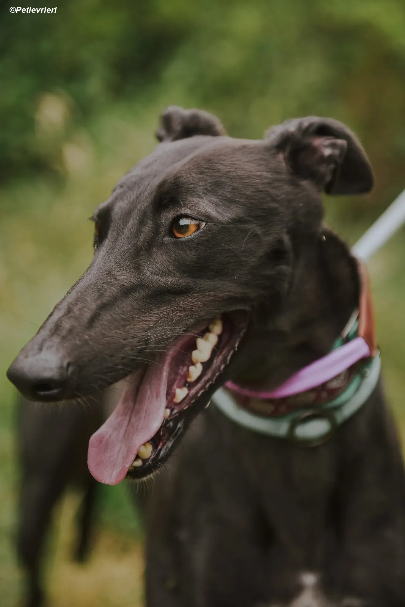 Genoa adozione levrieri greyhound 7