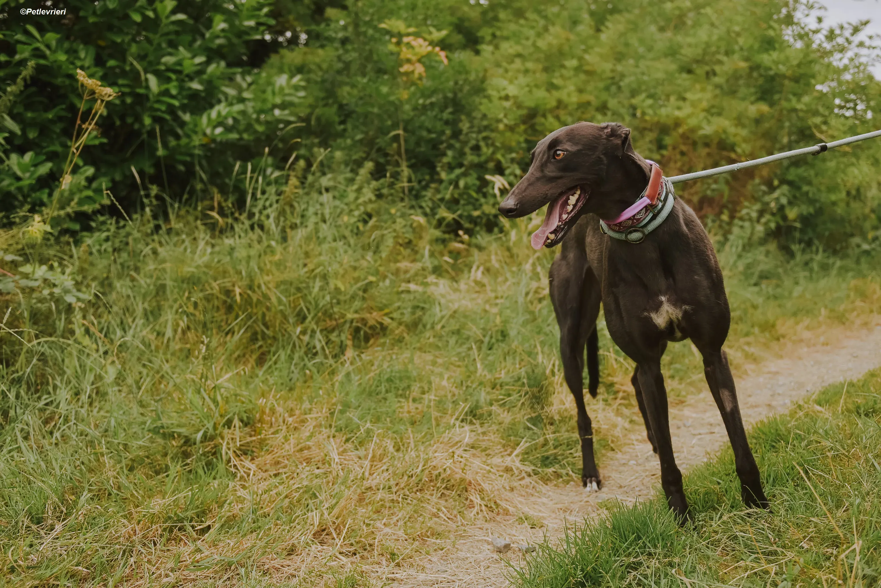 Genoa adozione levrieri greyhound 8