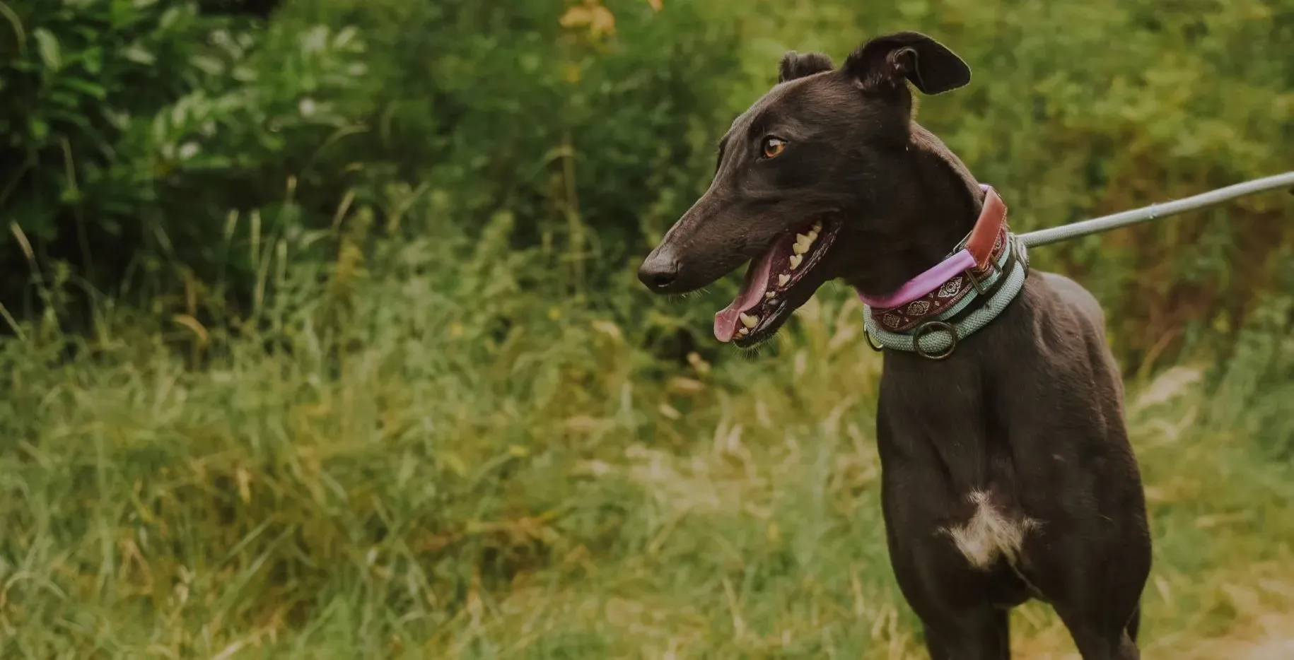 Genoa adozione levrieri greyhound 9 scaled e1658926117830