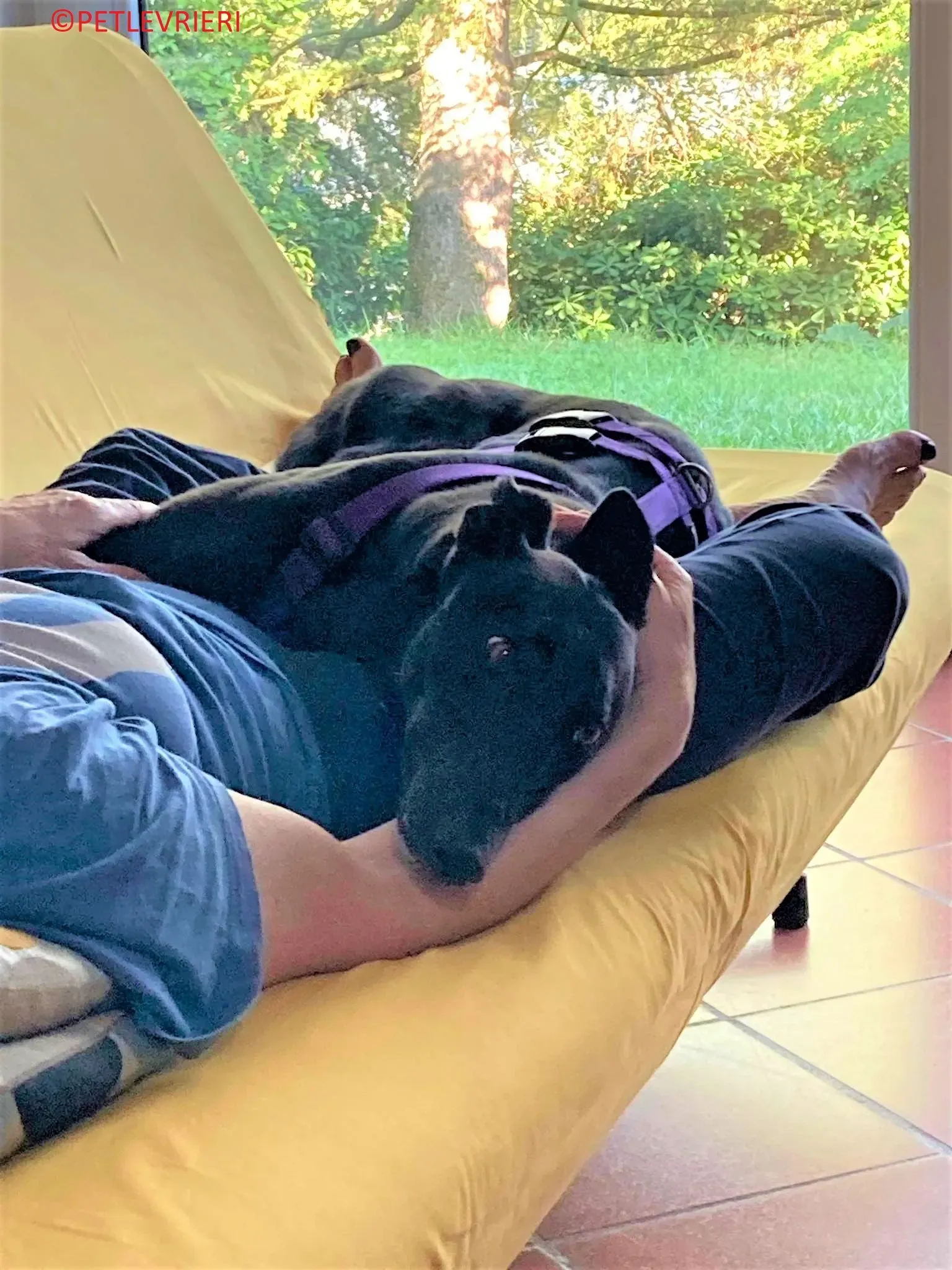 Genoa adozione levrieri greyhound.11 2