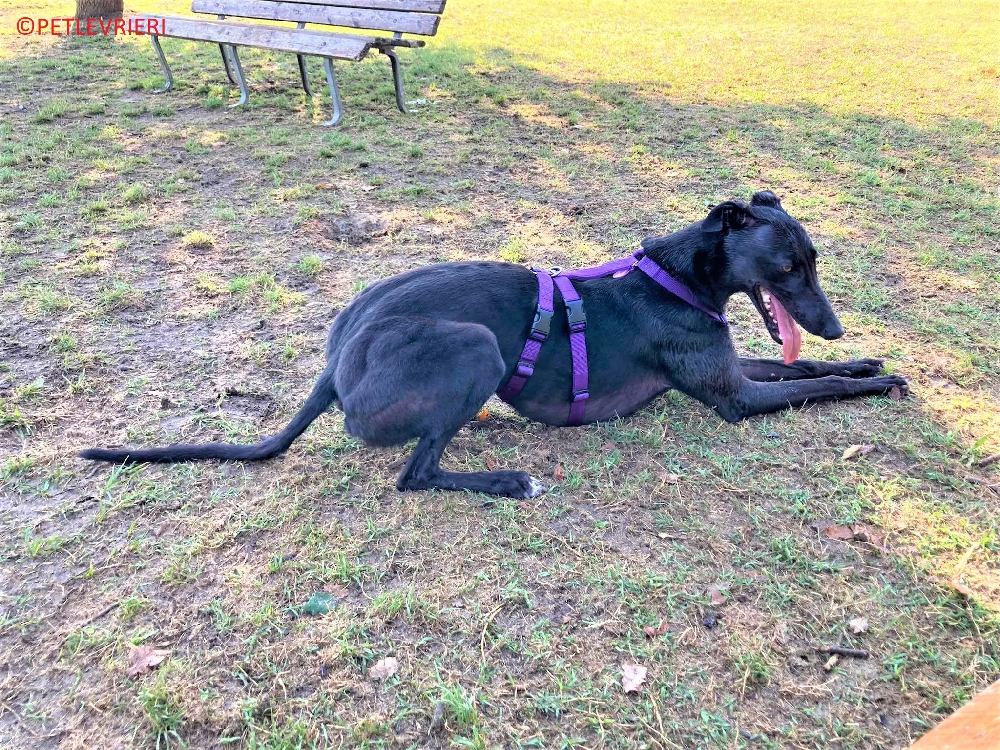 Genoa adozione levrieri greyhound.13 2