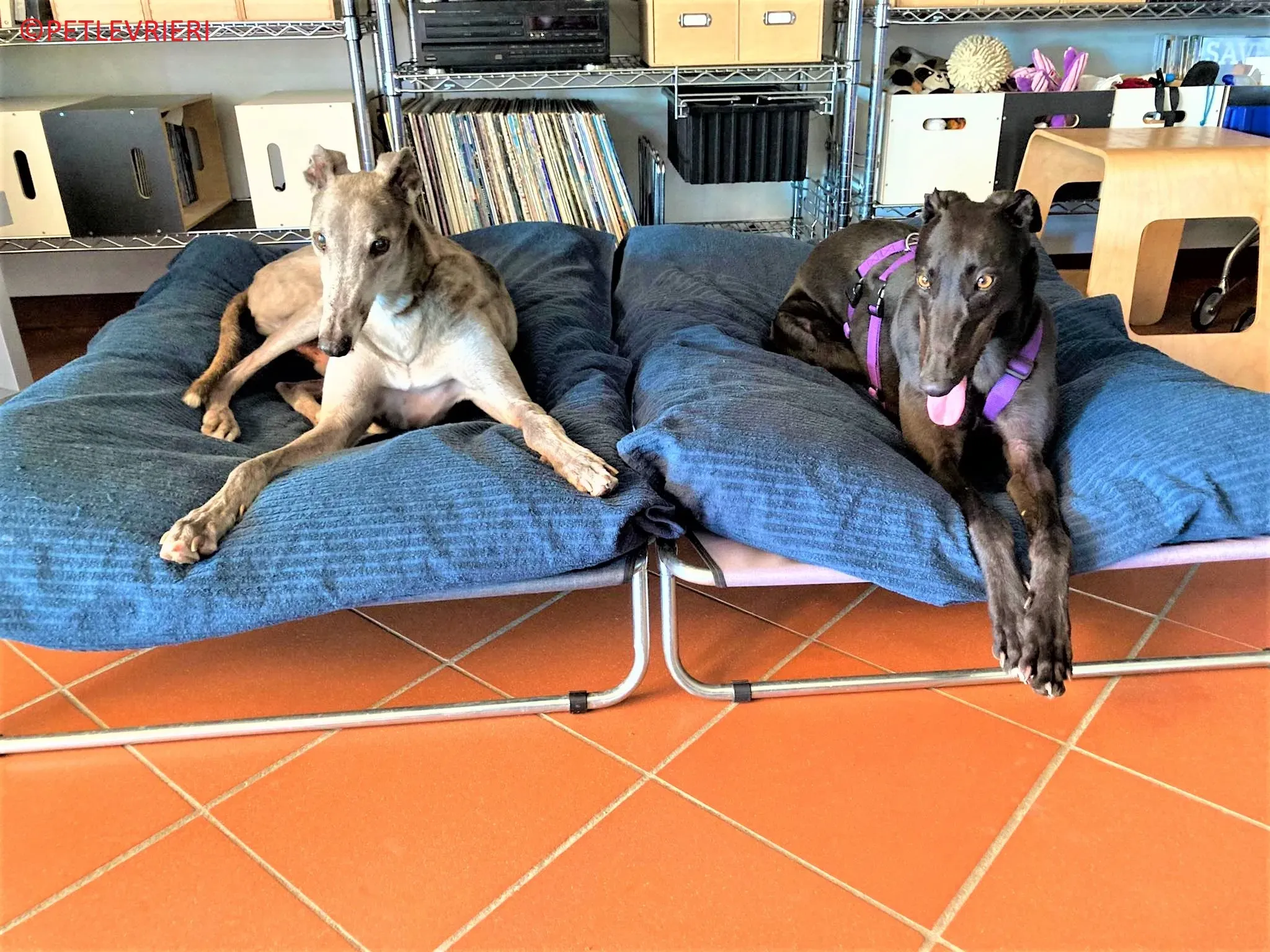 Genoa adozione levrieri greyhound.14 2