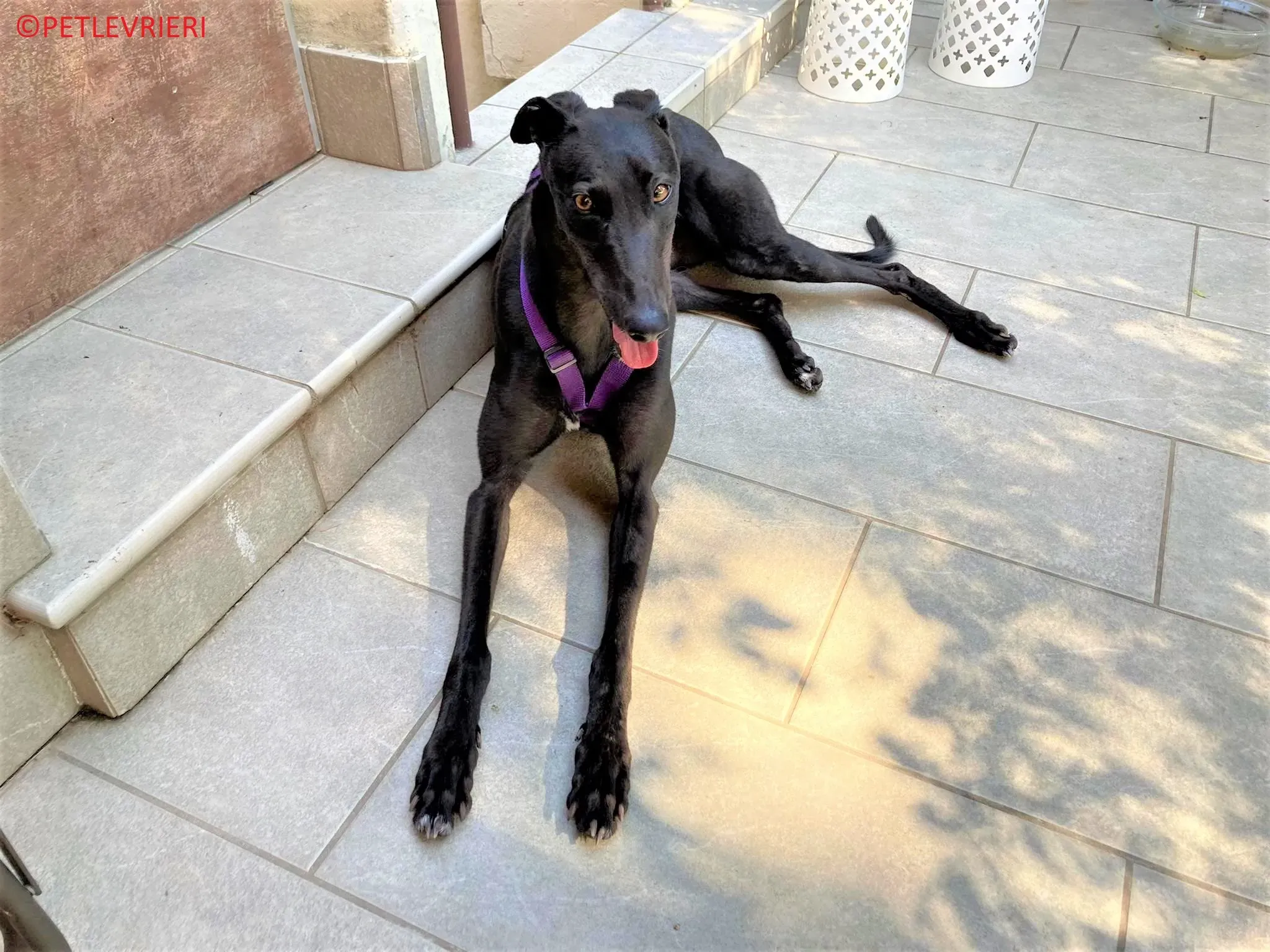 Genoa adozione levrieri greyhound.15 2