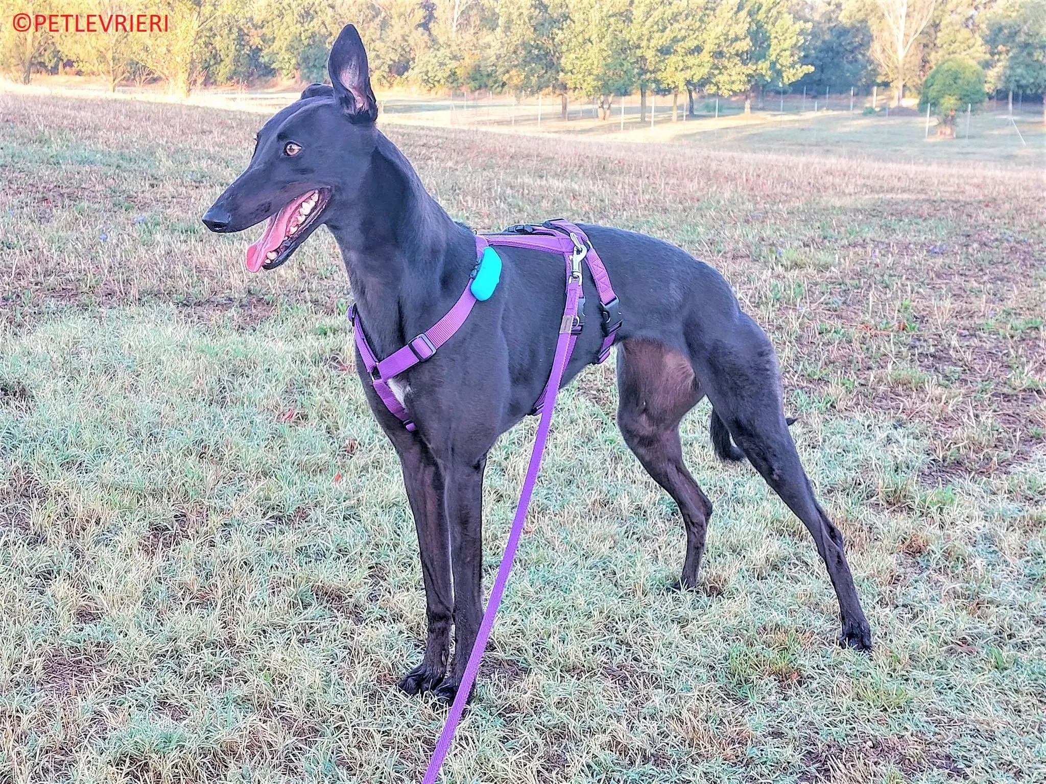 Genoa adozione levrieri greyhound.16 2