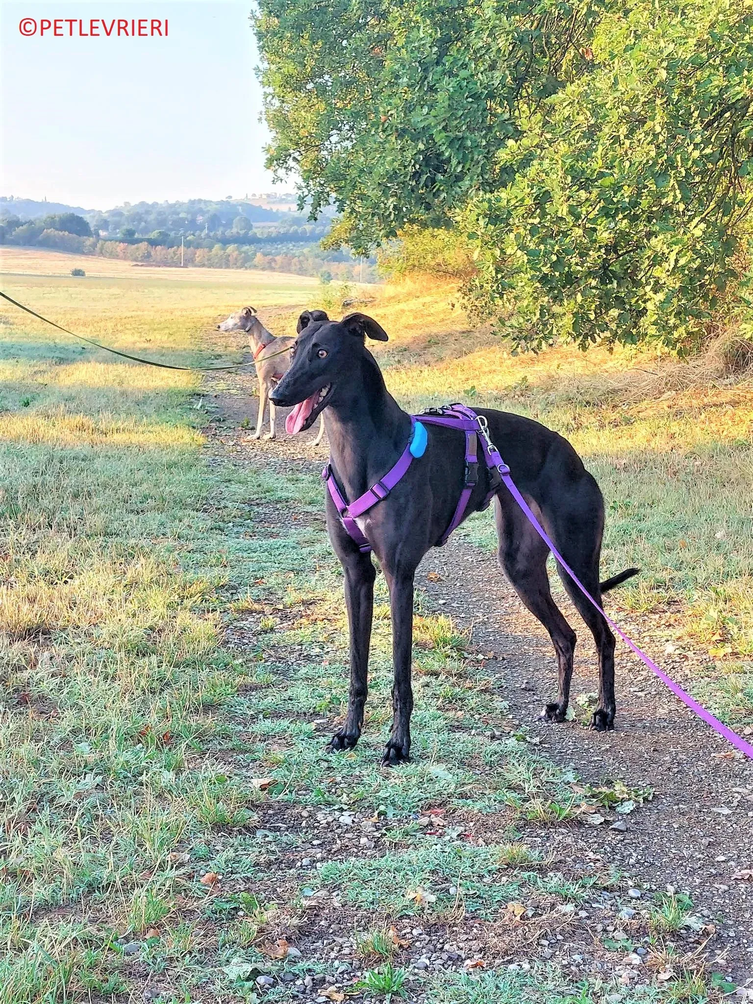 Genoa adozione levrieri greyhound.17 2