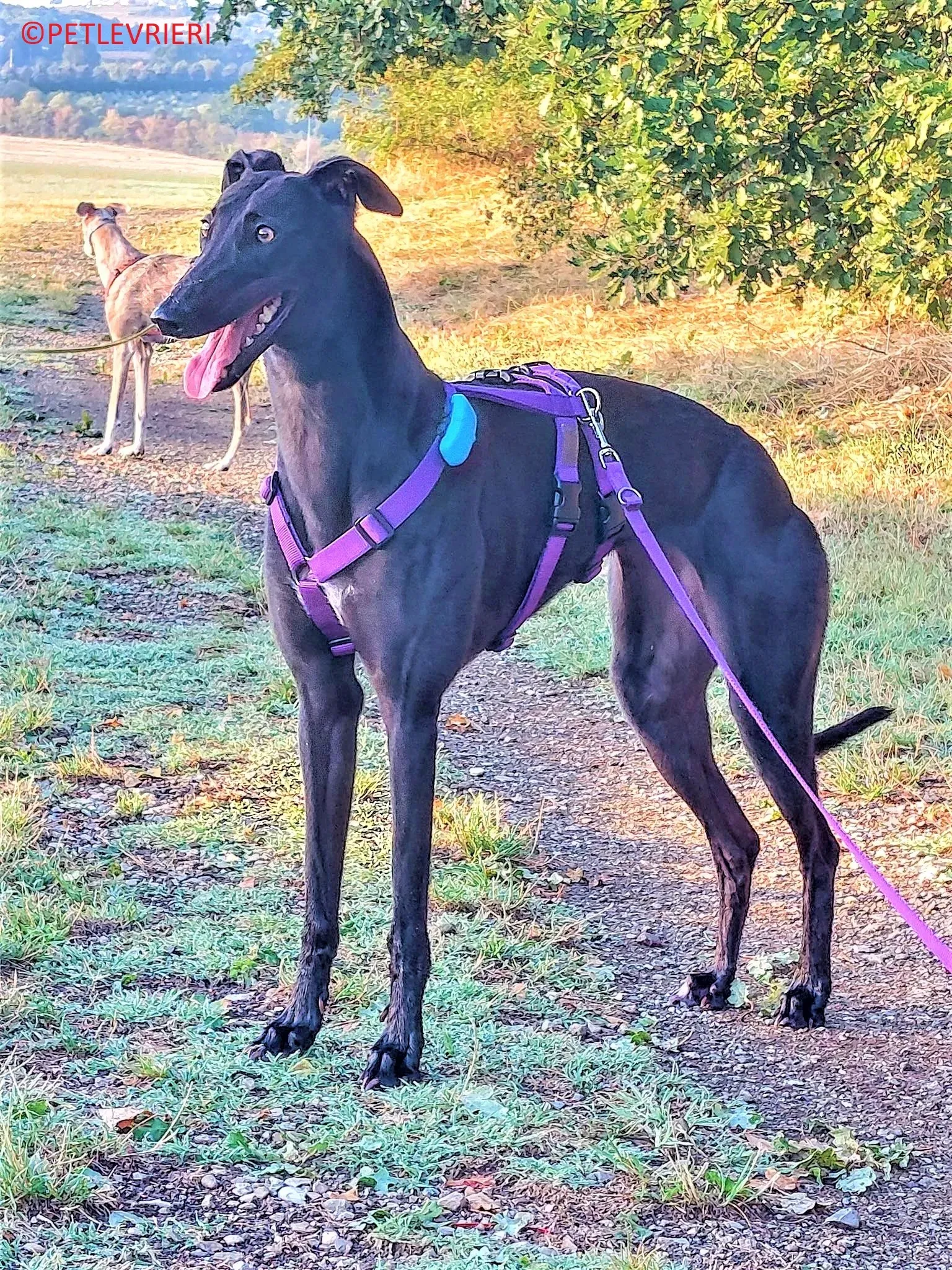 Genoa adozione levrieri greyhound.18 2