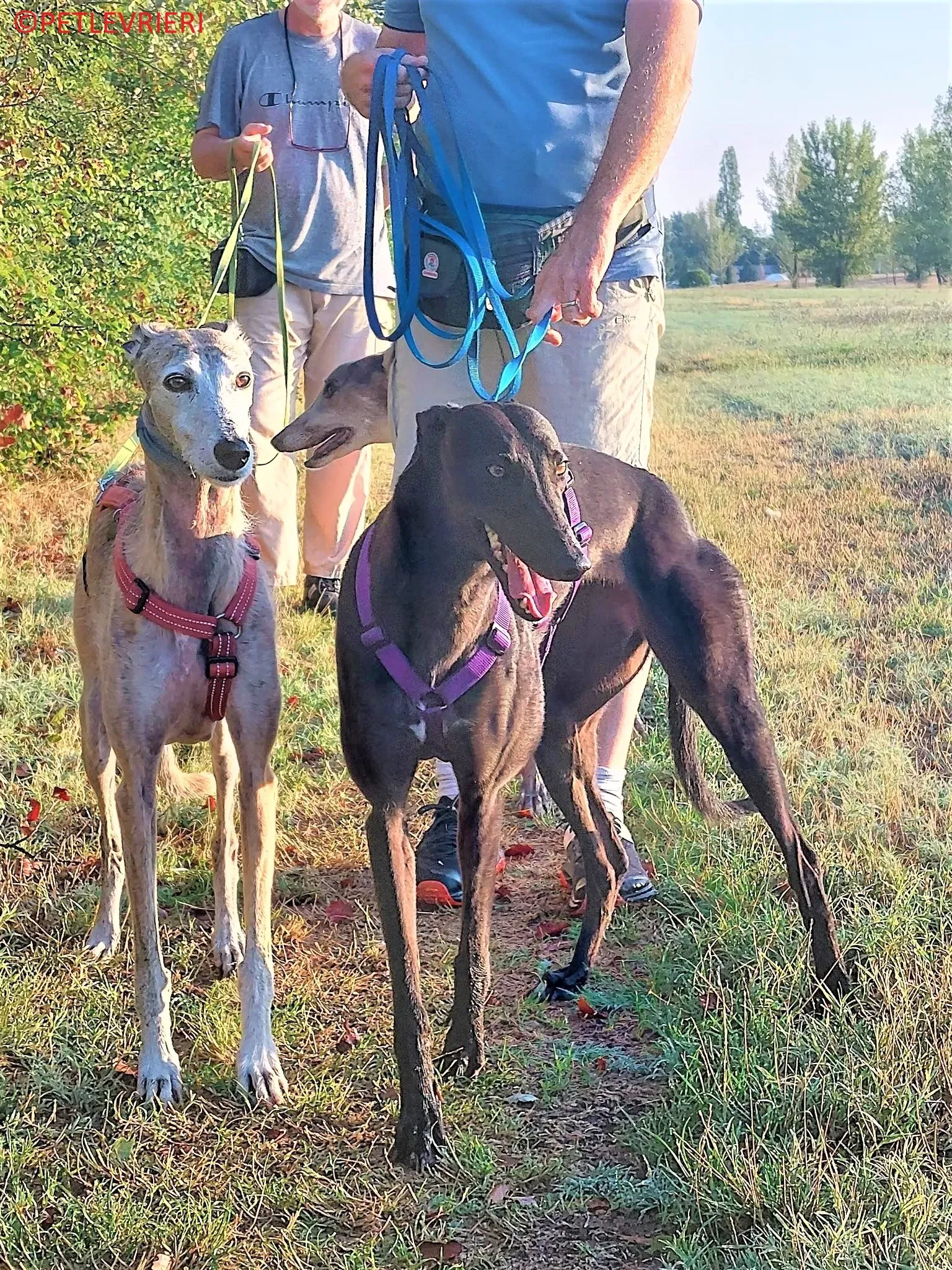 Genoa adozione levrieri greyhound.19 2