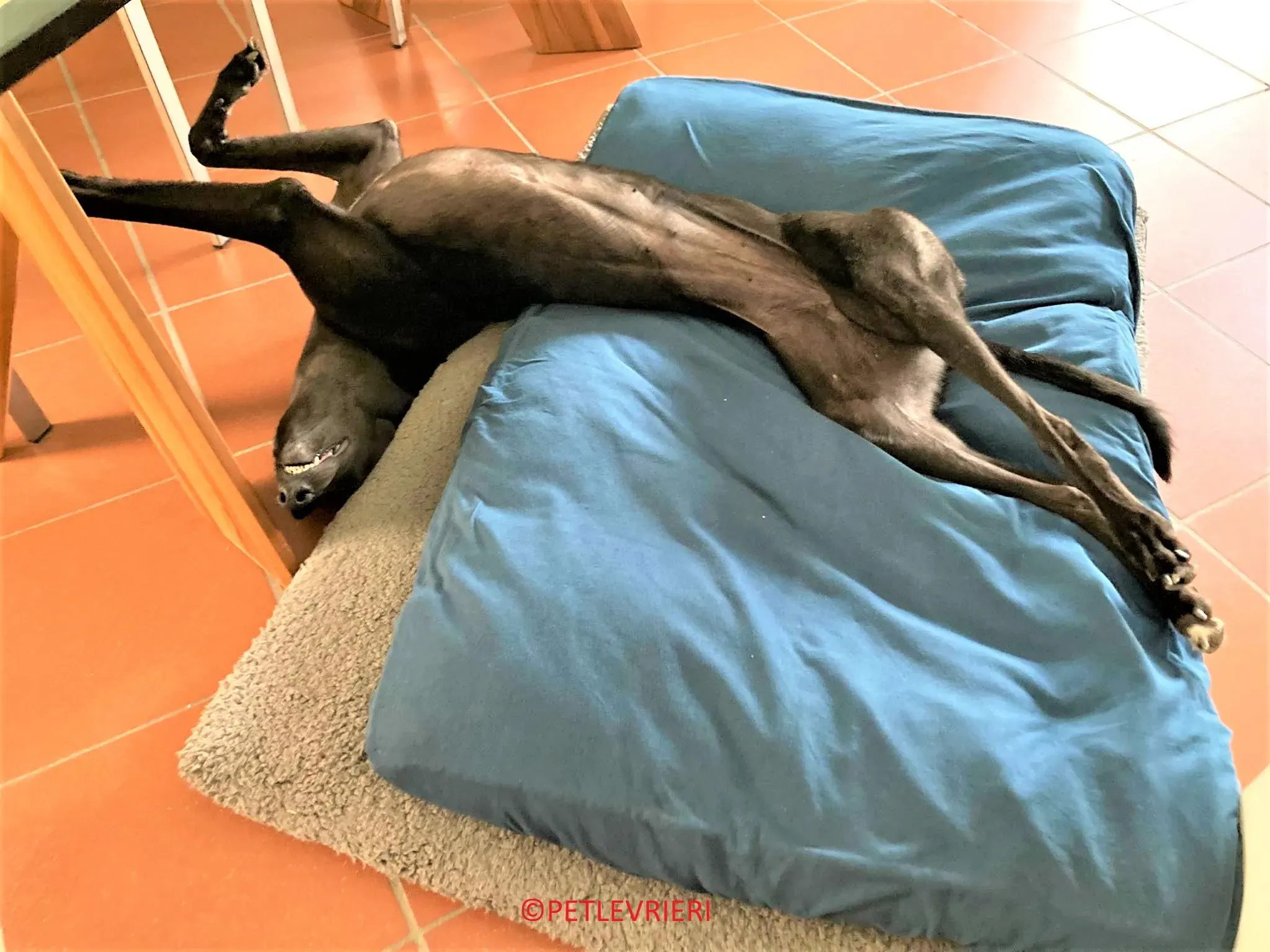 Genoa adozione levrieri greyhound.20 2