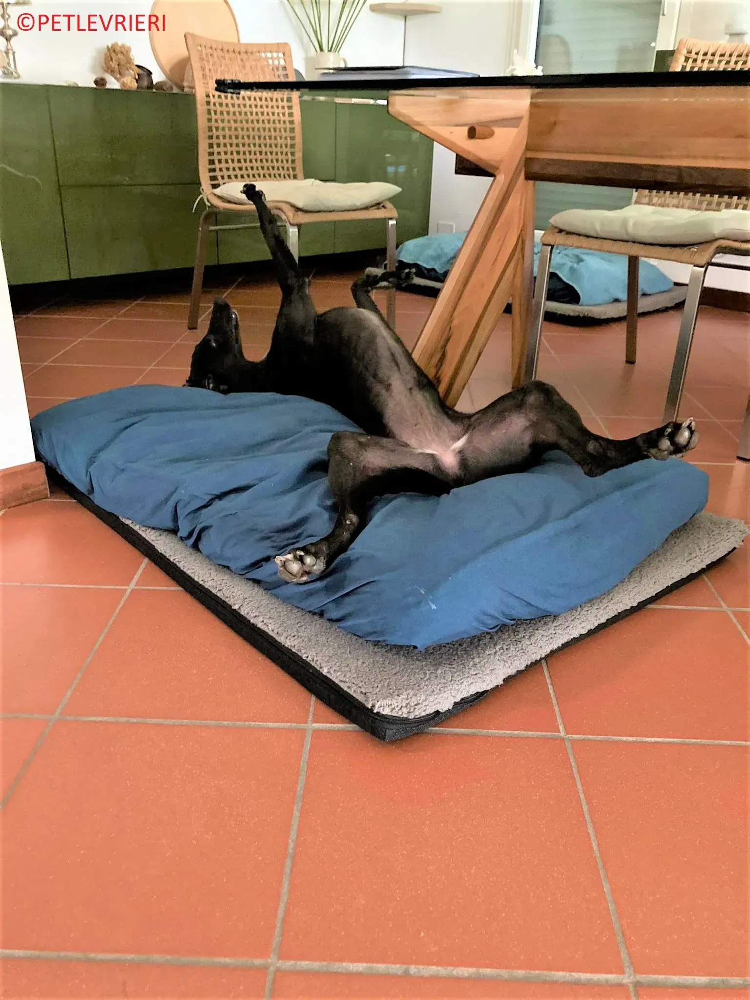 Genoa adozione levrieri greyhound.21 2