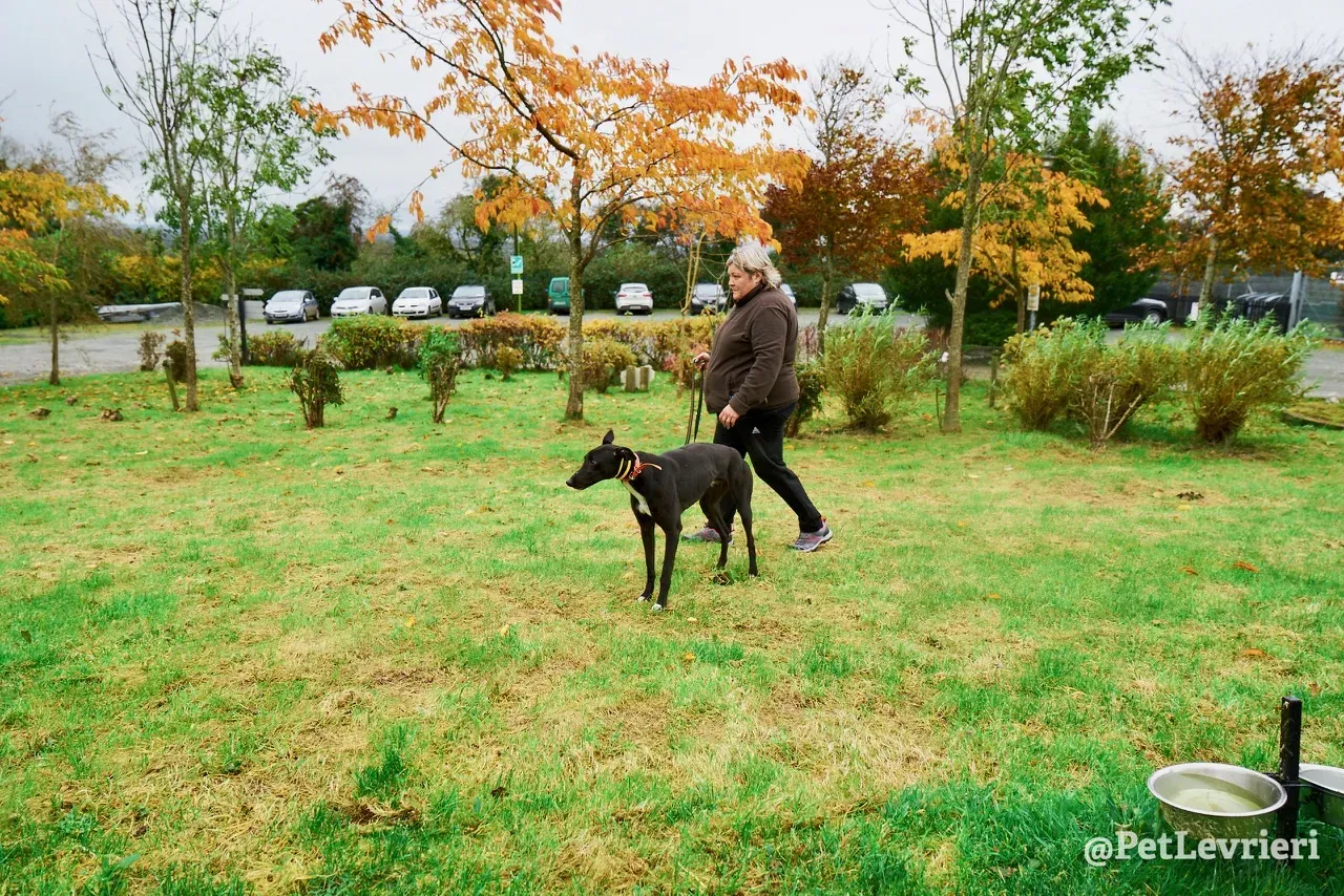 Geordie pet levrieri greyhound1