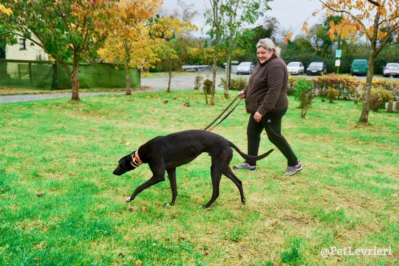 Geordie pet levrieri greyhound2