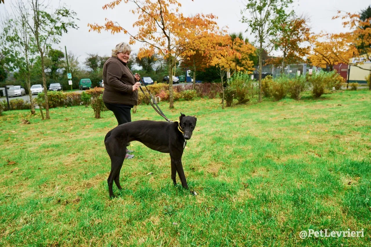 Geordie pet levrieri greyhound3