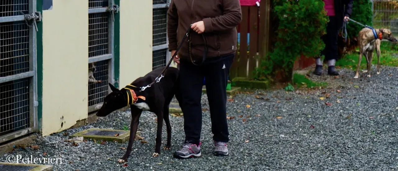 Geordie pet levrieri greyhound4