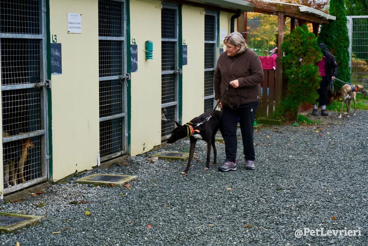 Geordie pet levrieri greyhound5
