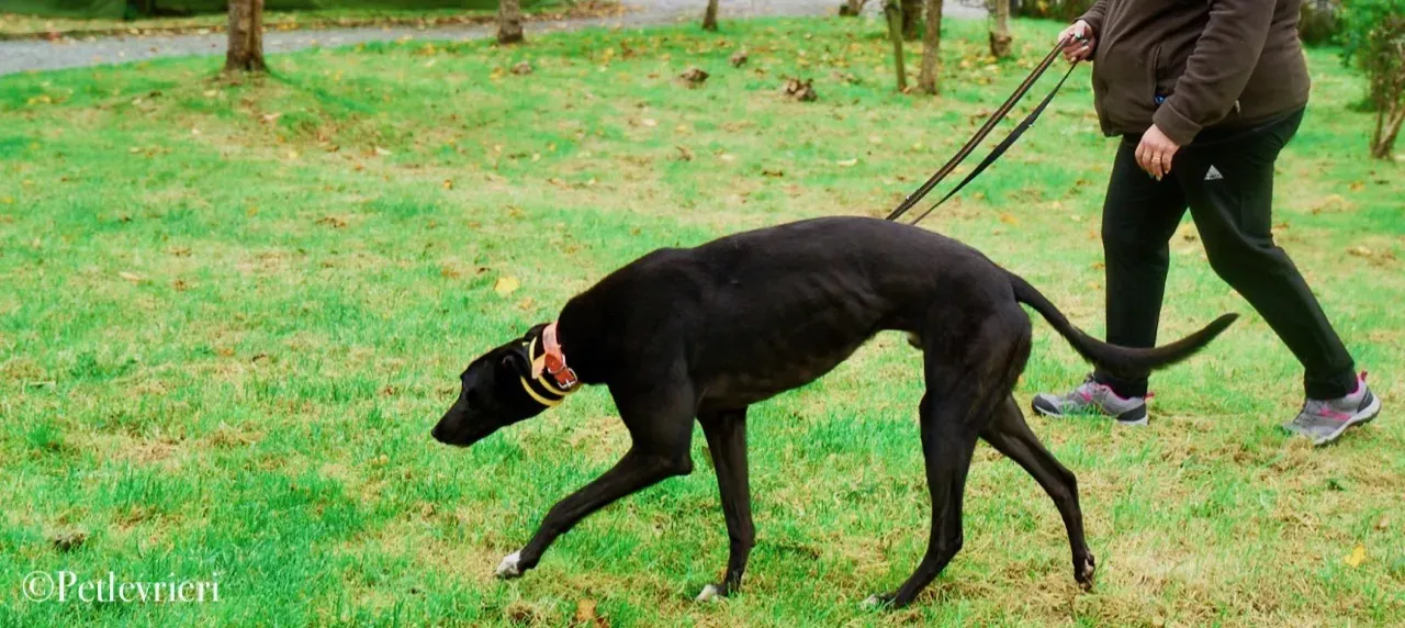 Geordie pet levrieri greyhound6