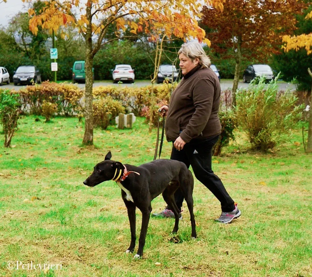 Geordie pet levrieri greyhound7