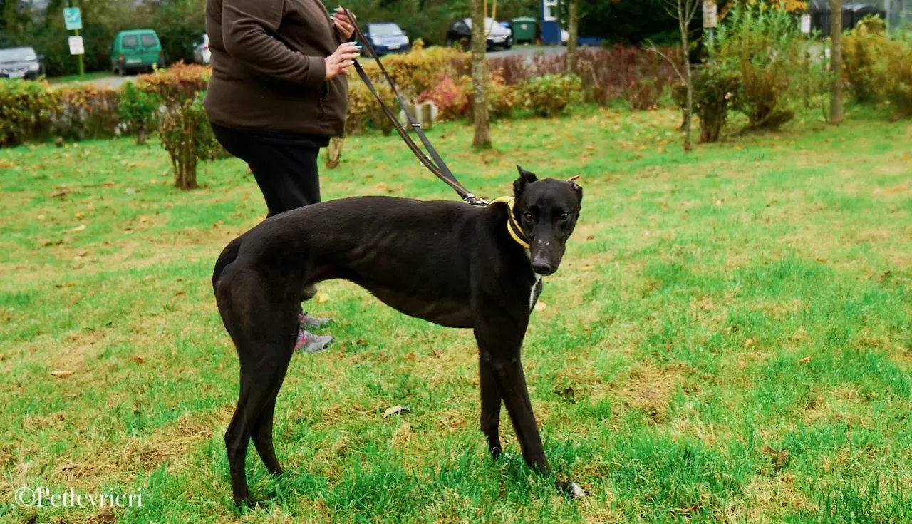 Geordie pet levrieri greyhound8