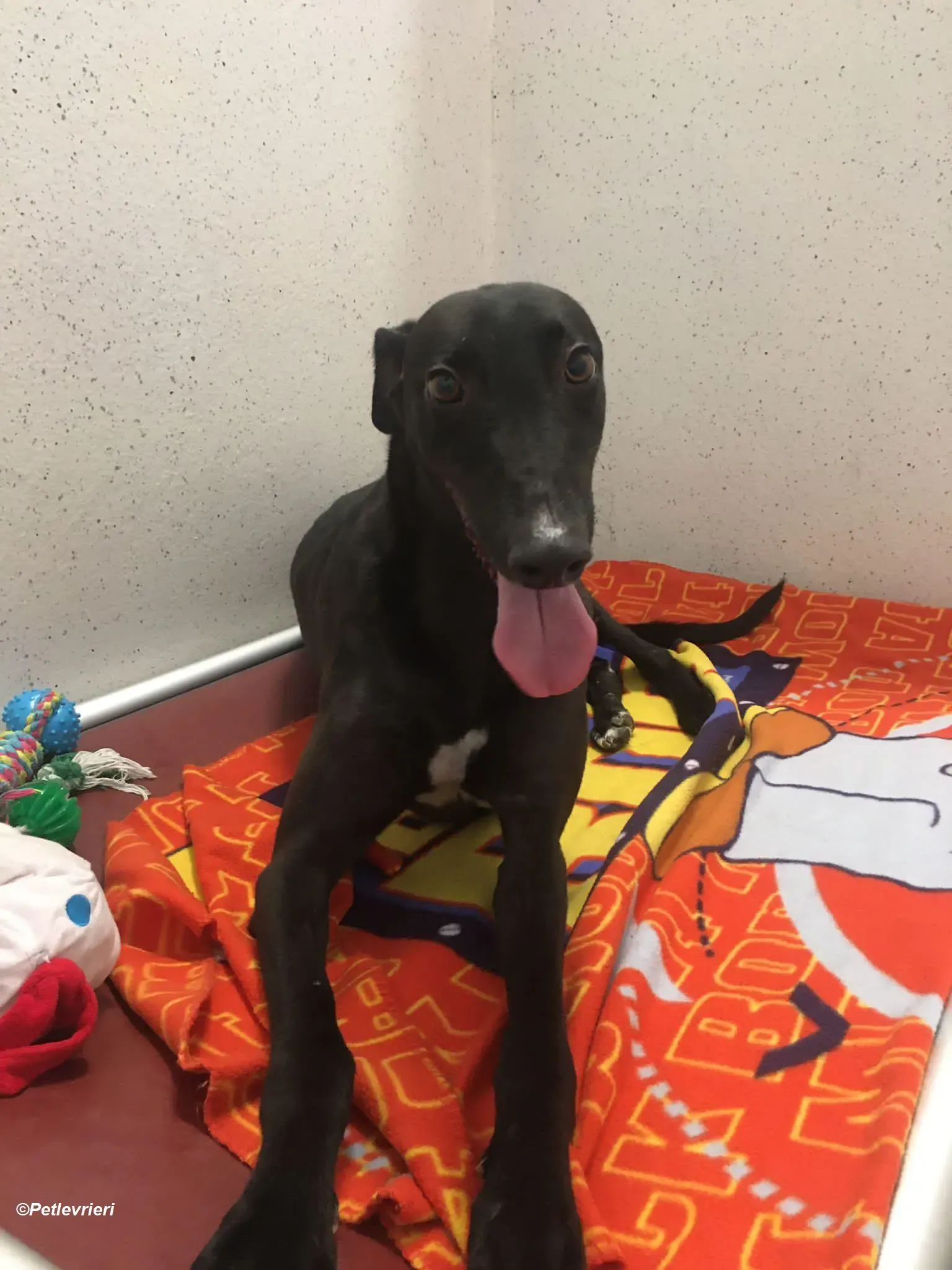 George adozione levrieri greyhound 1 1