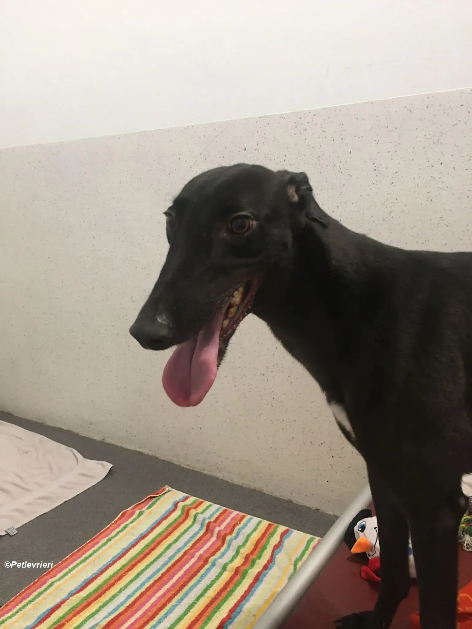 George adozione levrieri greyhound 2 1