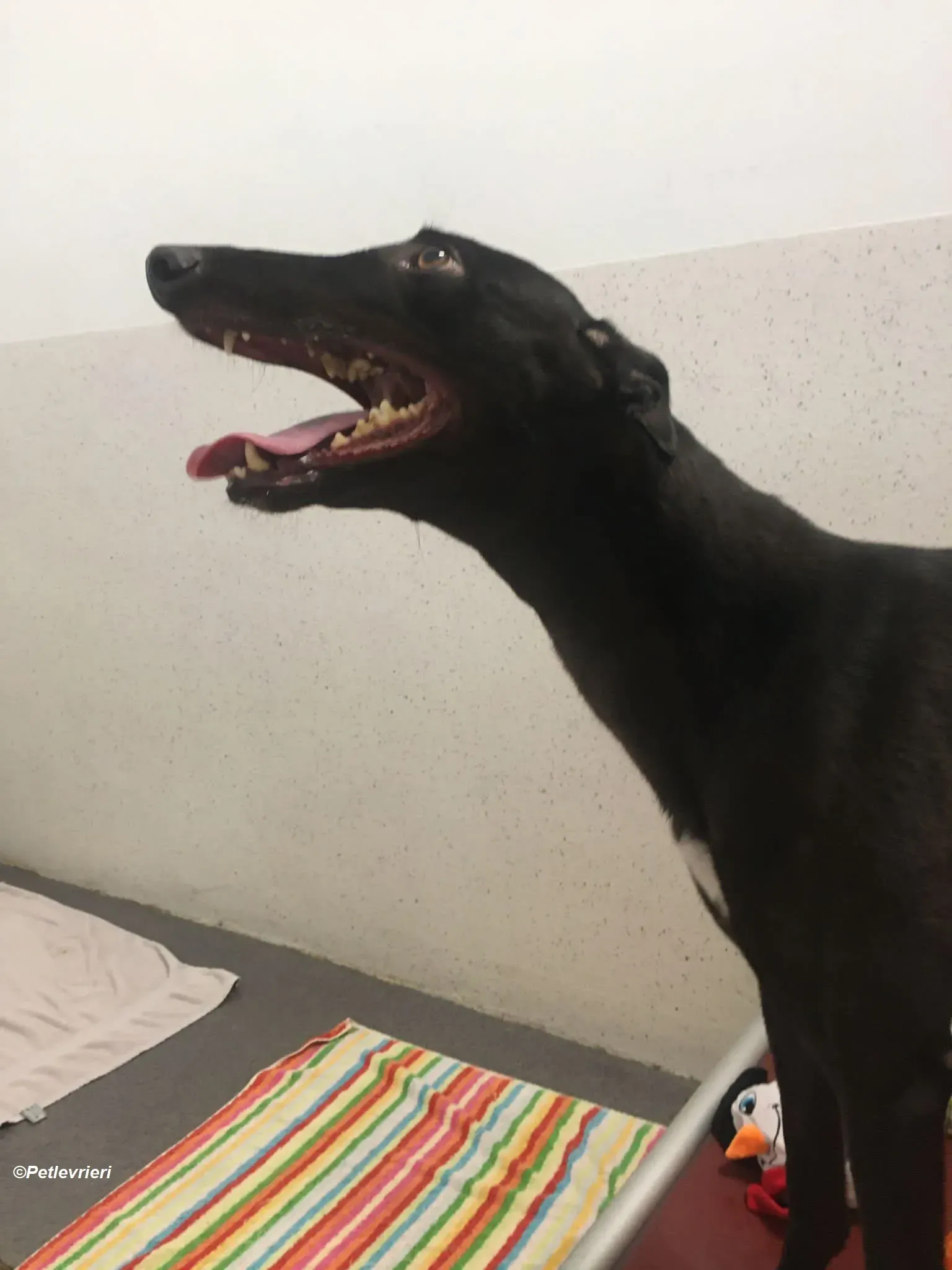 George adozione levrieri greyhound 3 1