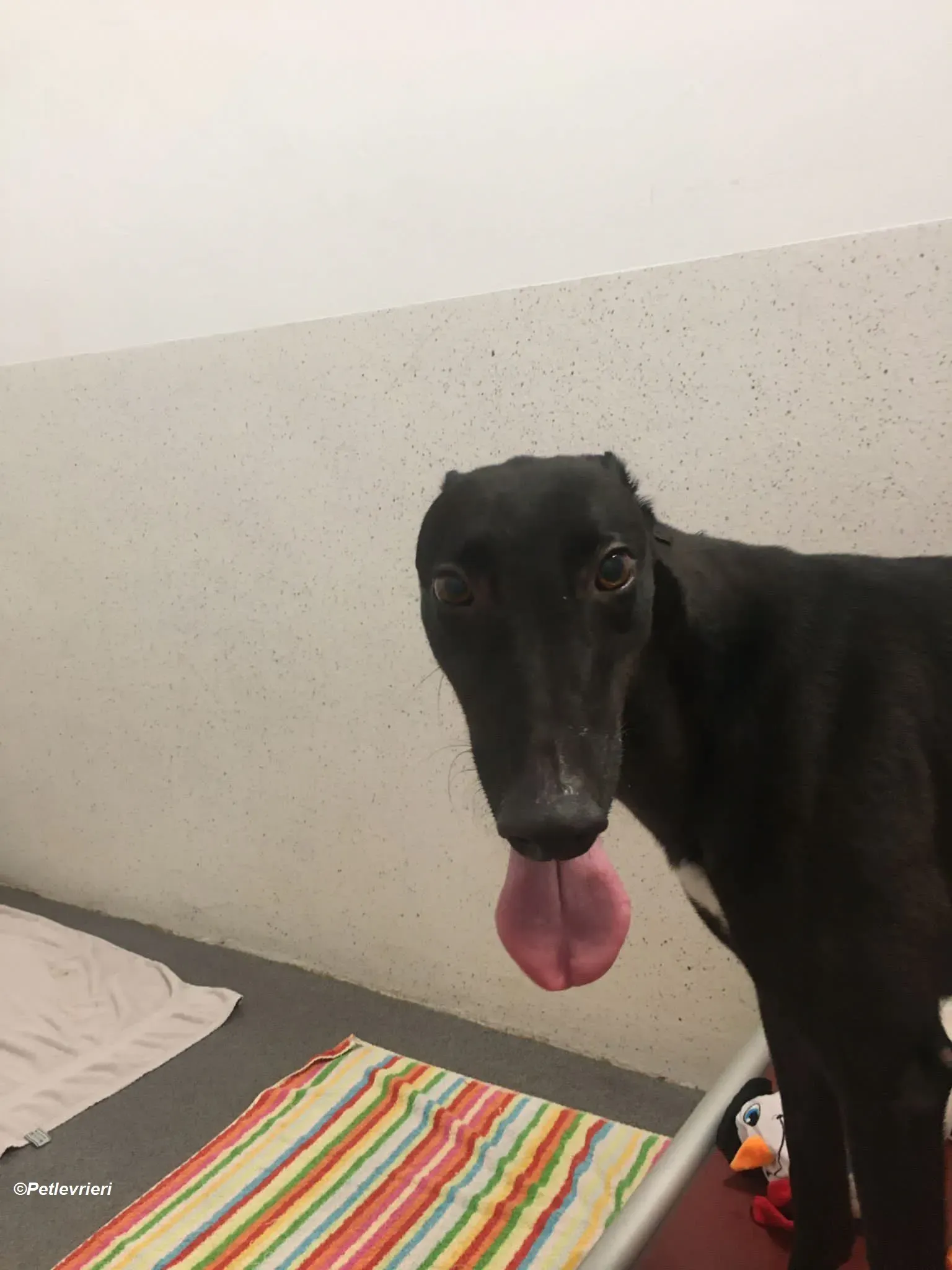 George adozione levrieri greyhound 4 1