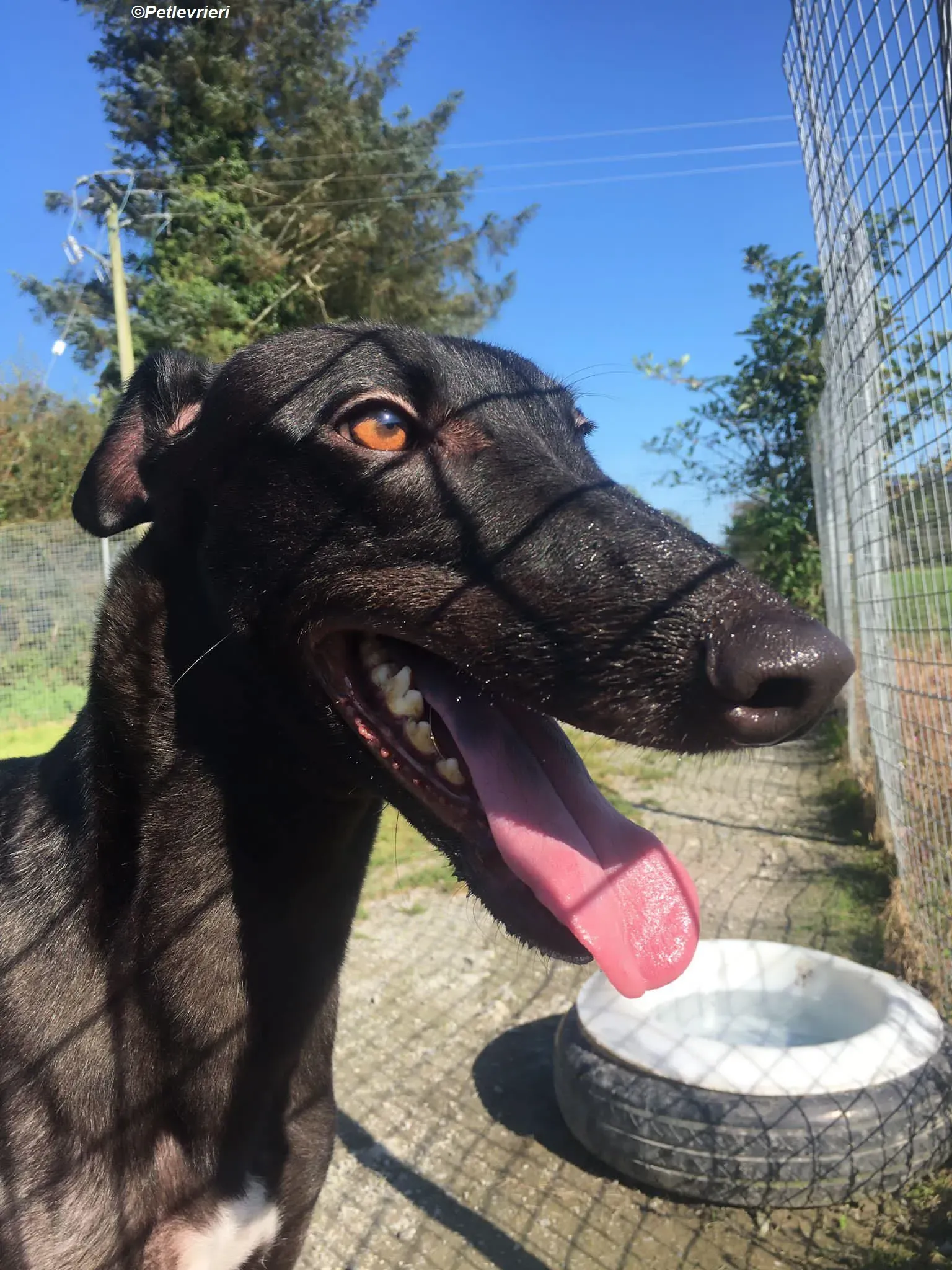 George adozione levrieri greyhound 5 1