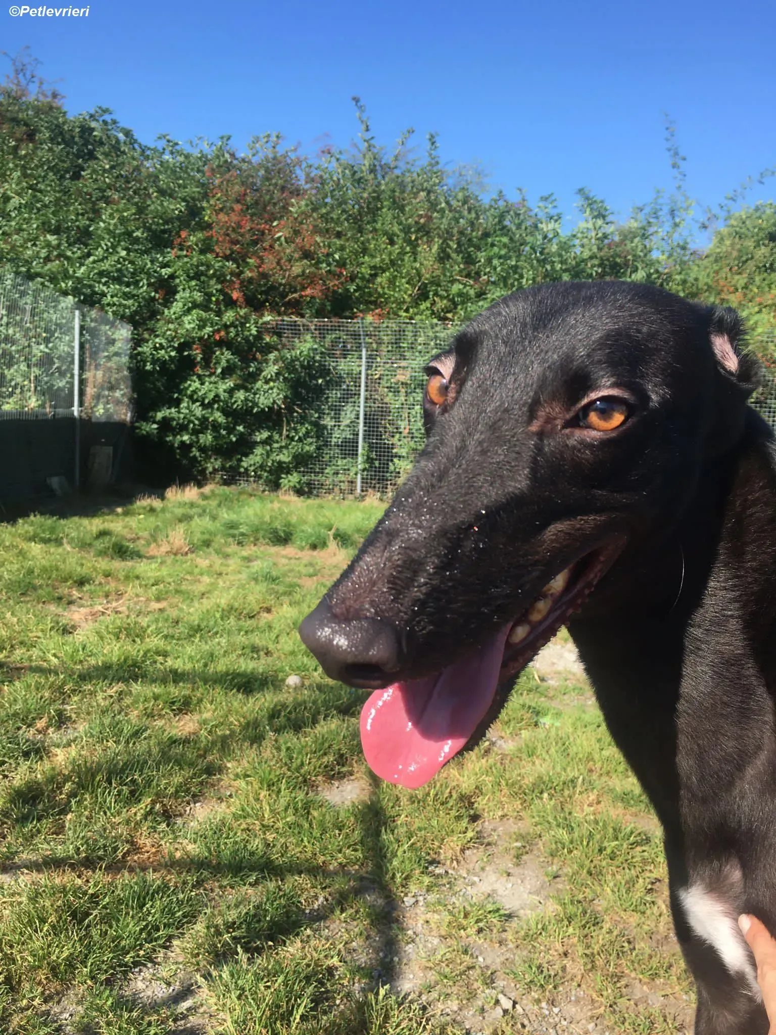 George adozione levrieri greyhound 6 1