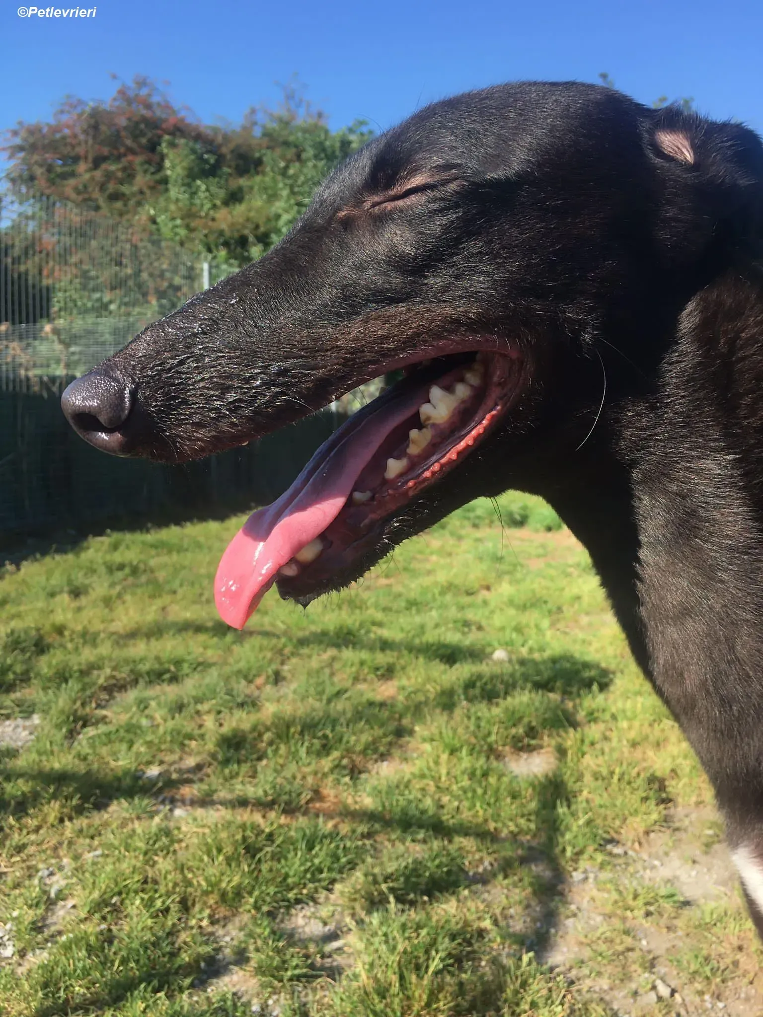 George adozione levrieri greyhound 7 1