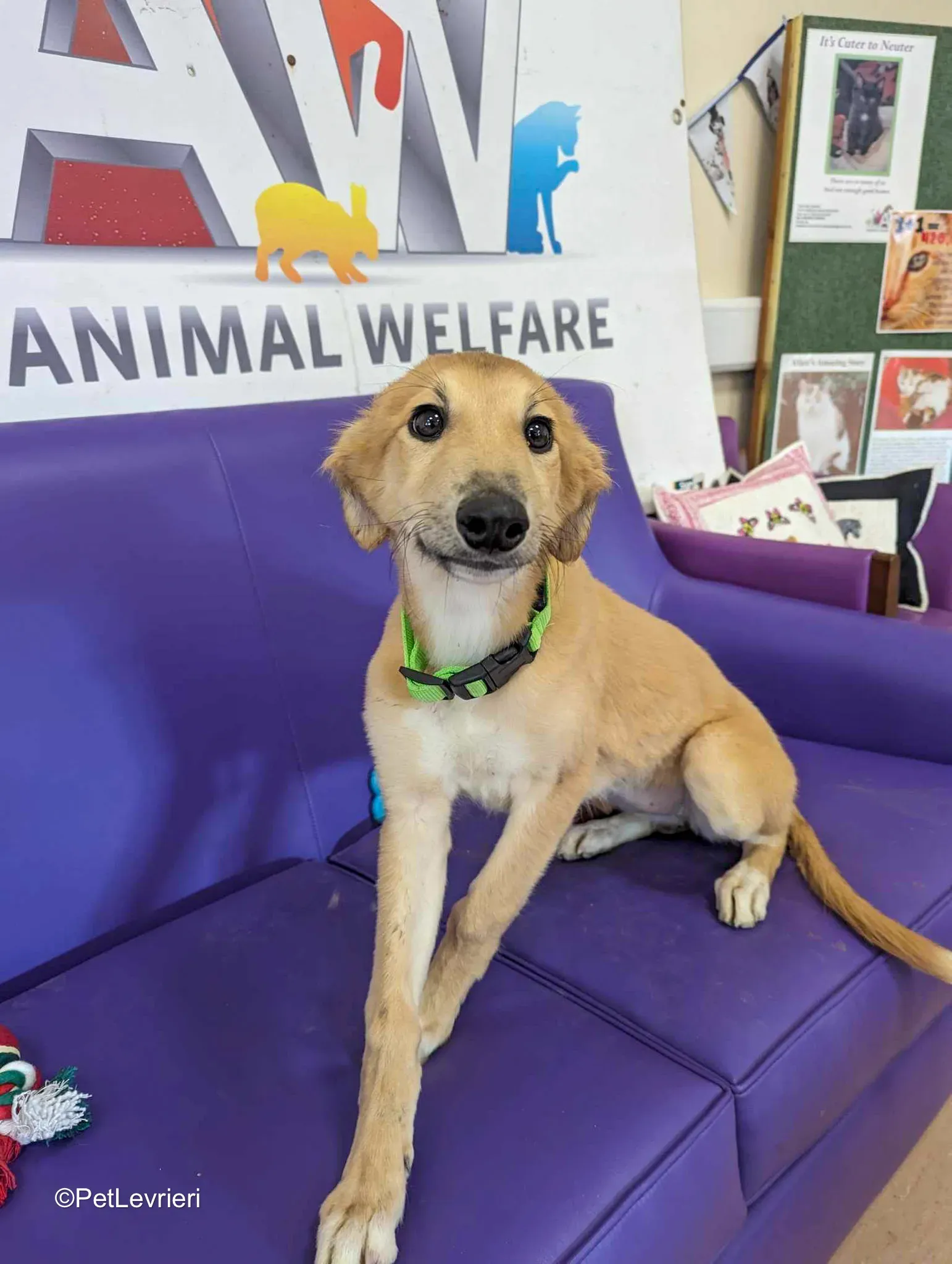 Gia adozione greyhound 01