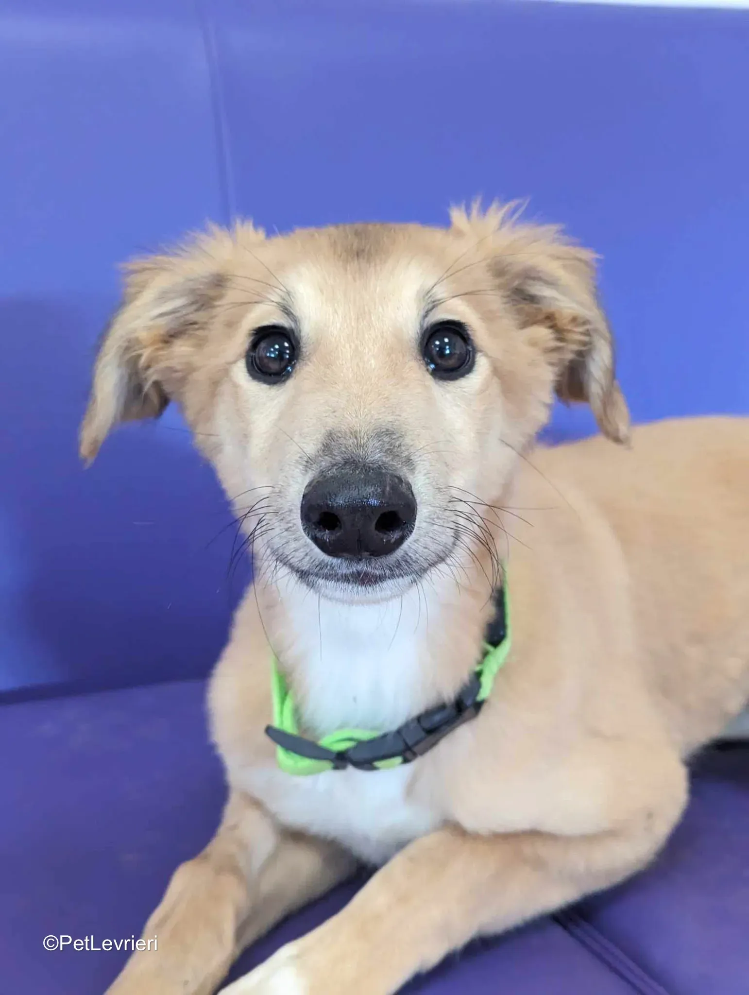 Gia adozione greyhound 02