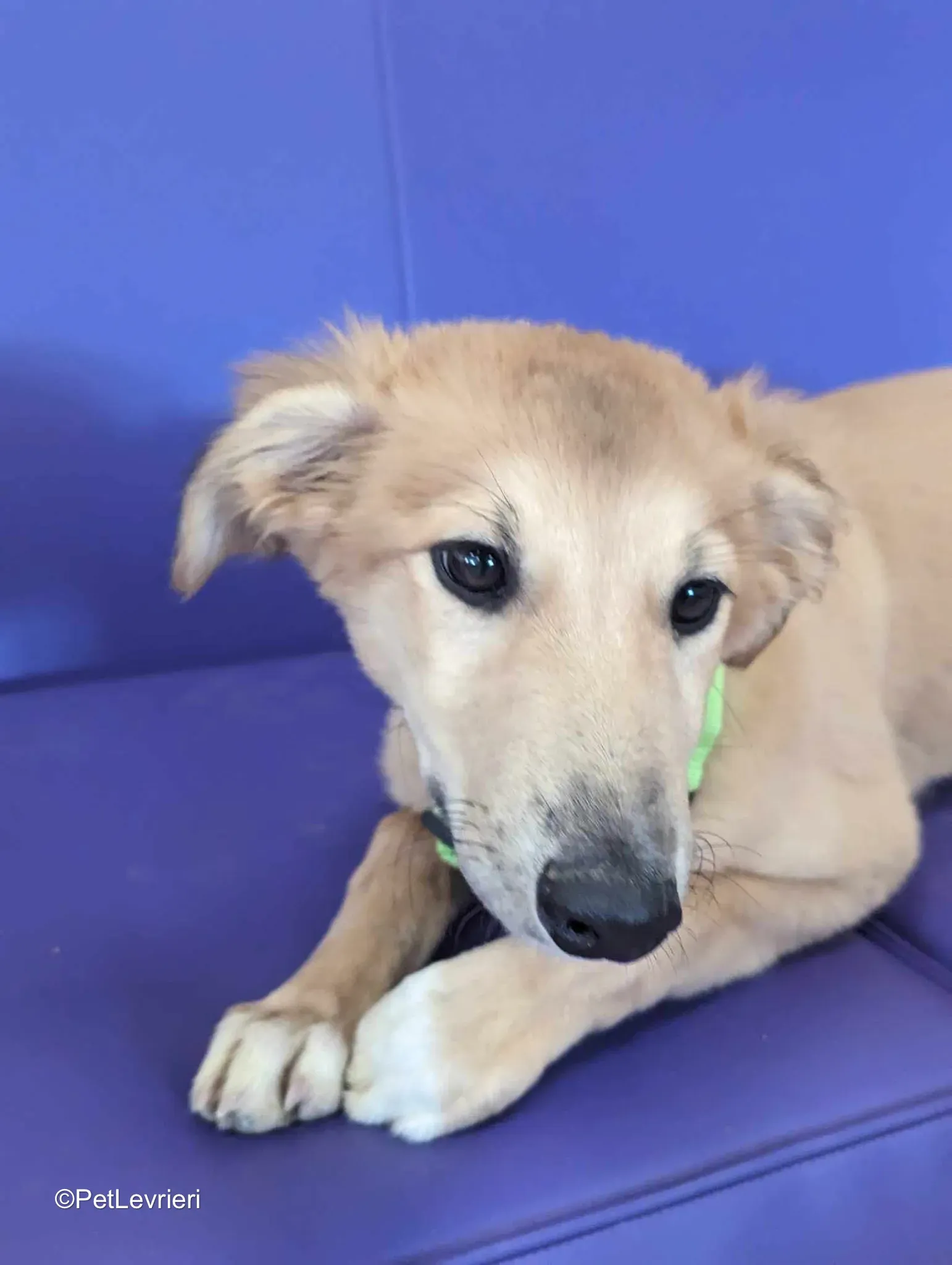 Gia adozione greyhound 03