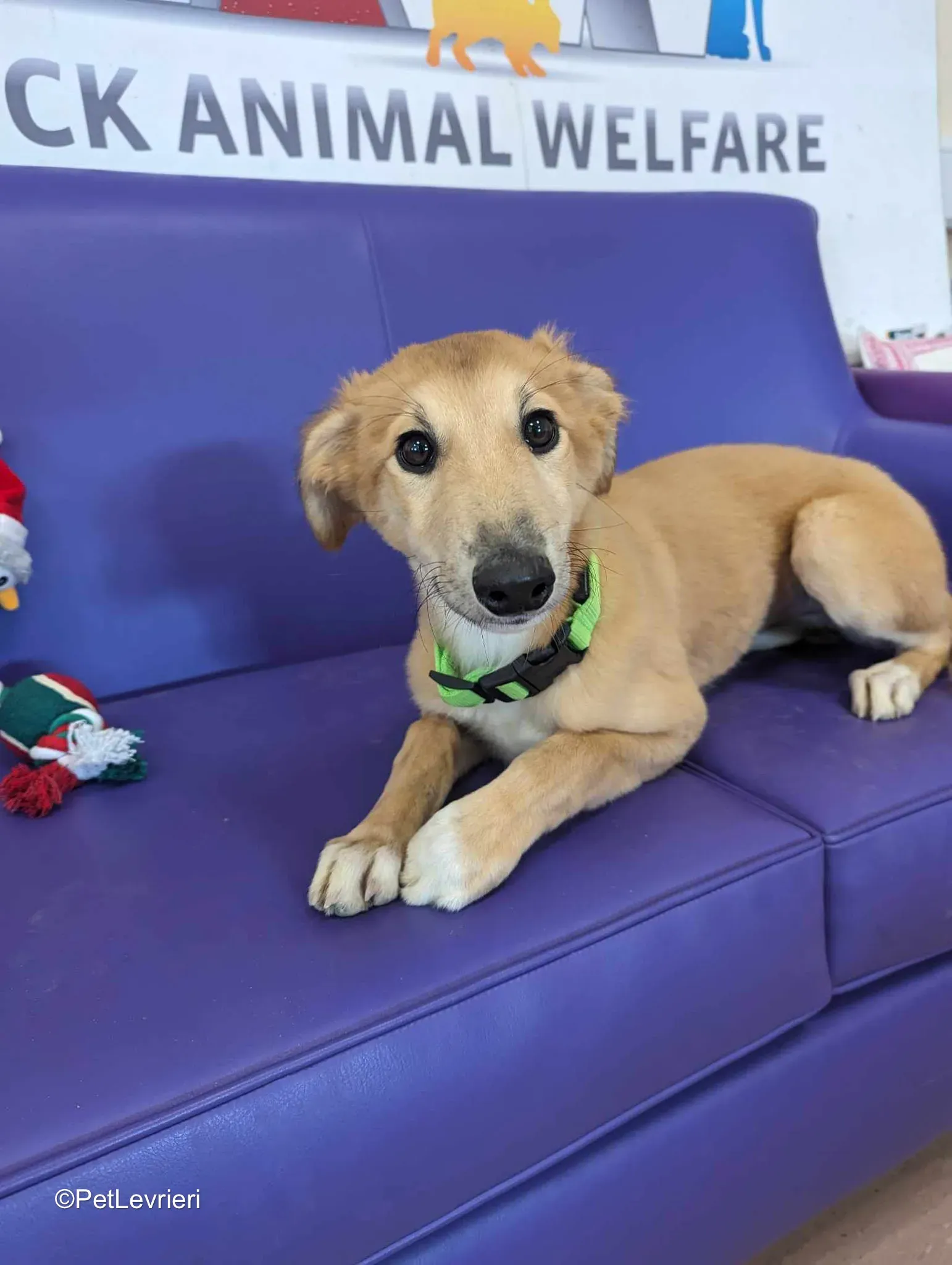 Gia adozione greyhound 04