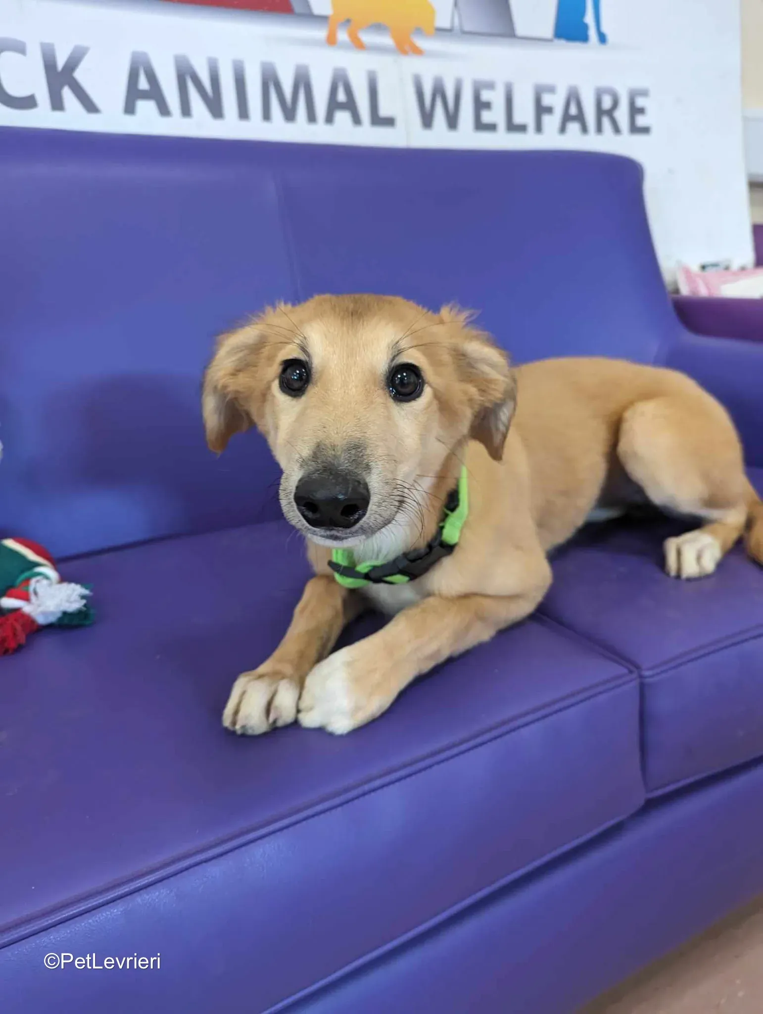 Gia adozione greyhound 05