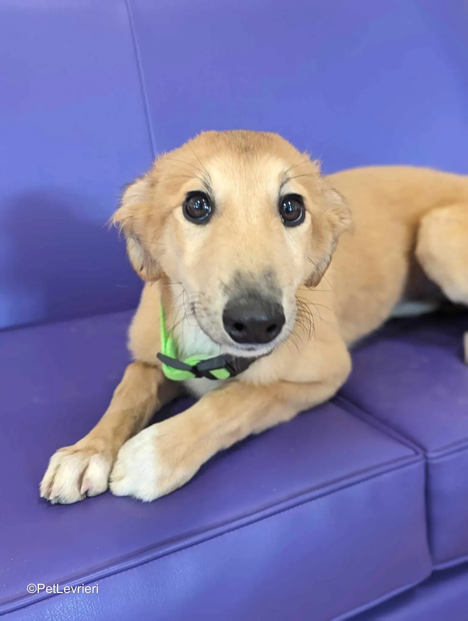 Gia adozione greyhound 06