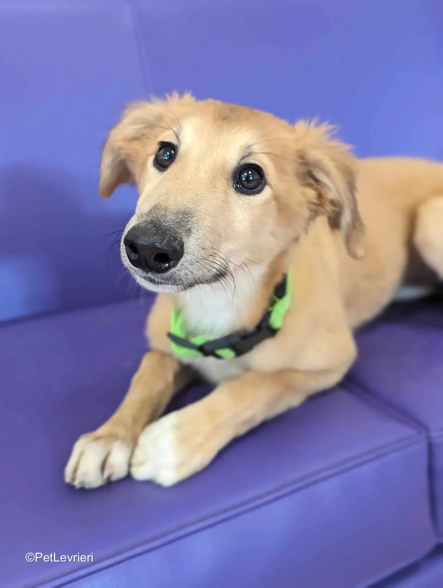 Gia adozione greyhound 07