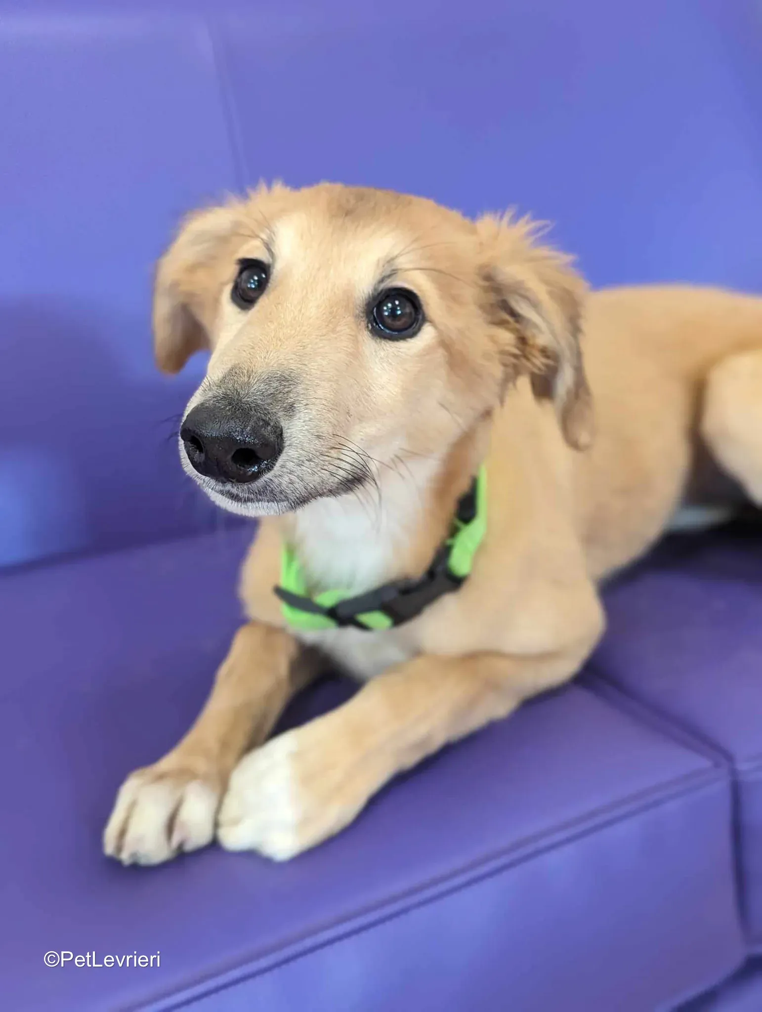 Gia adozione greyhound 08