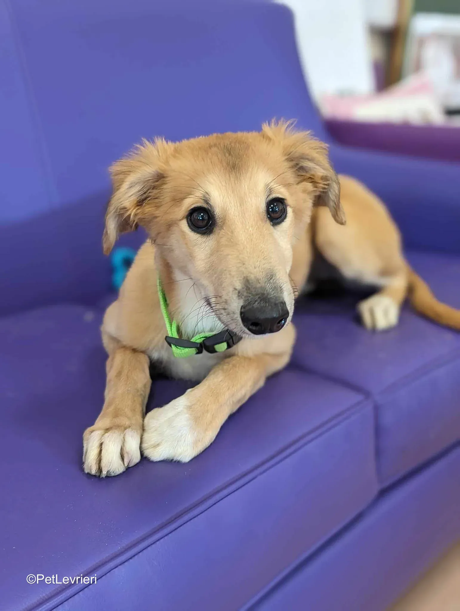 Gia adozione greyhound 09