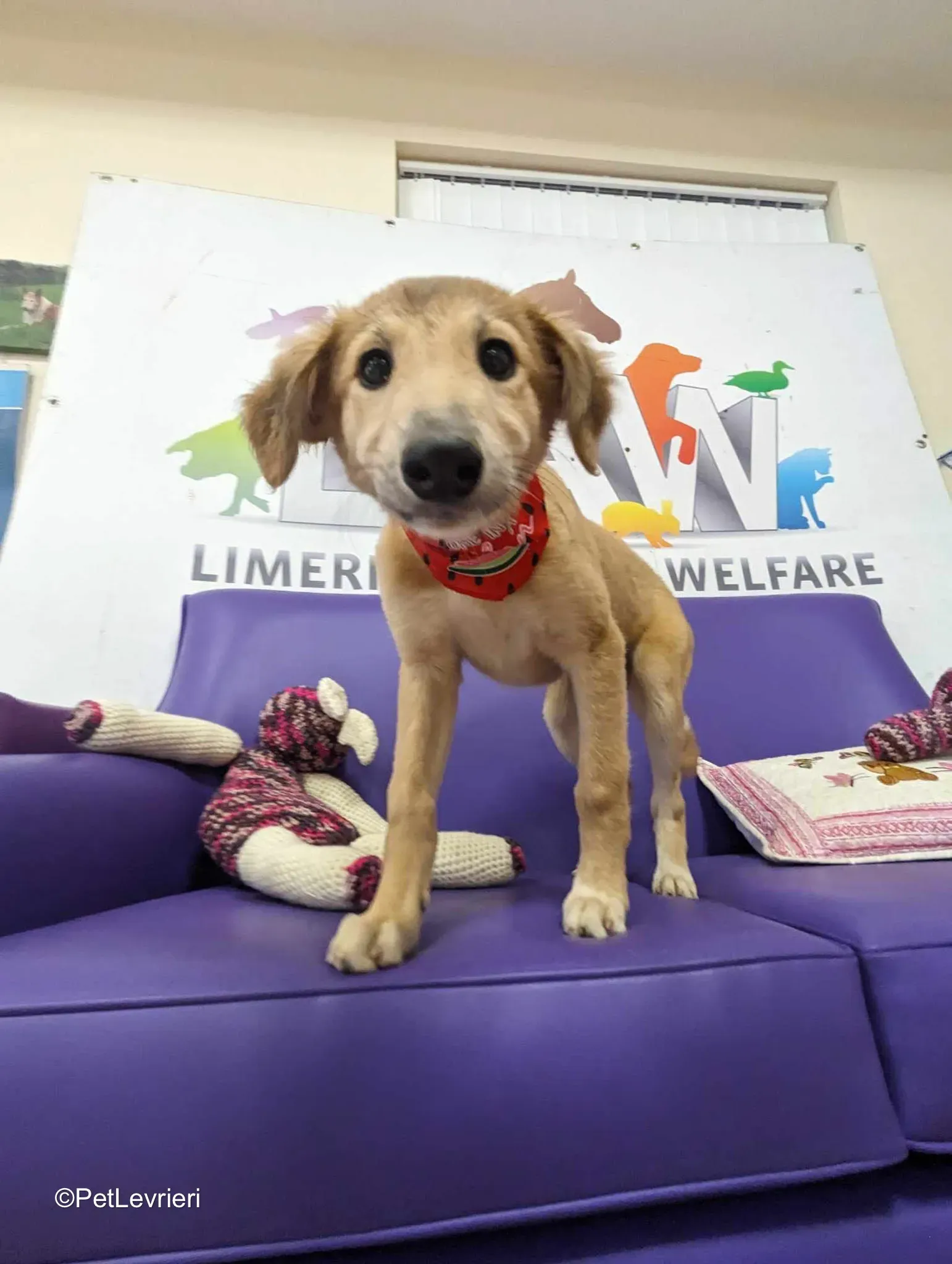 Gia adozione greyhound 10