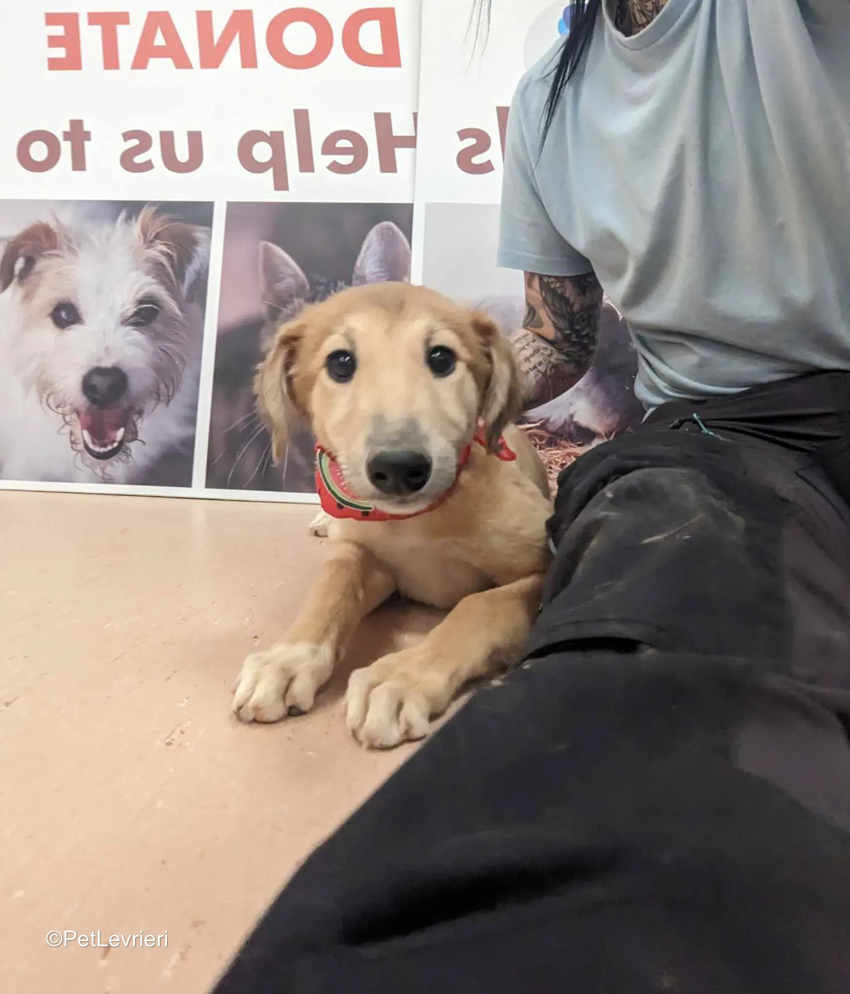 Gia adozione greyhound 11