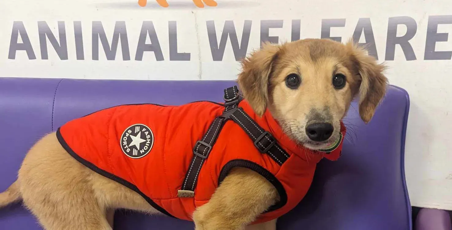 Gia adozione greyhound 12 e1709051452968