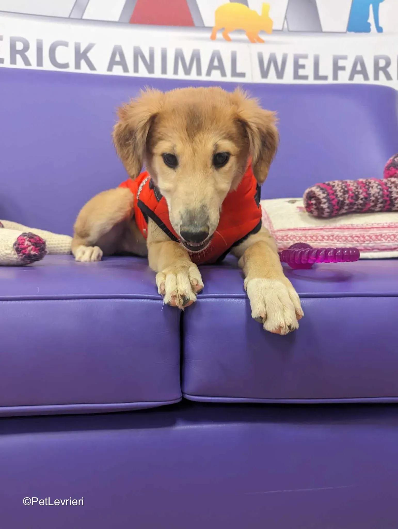 Gia adozione greyhound 13