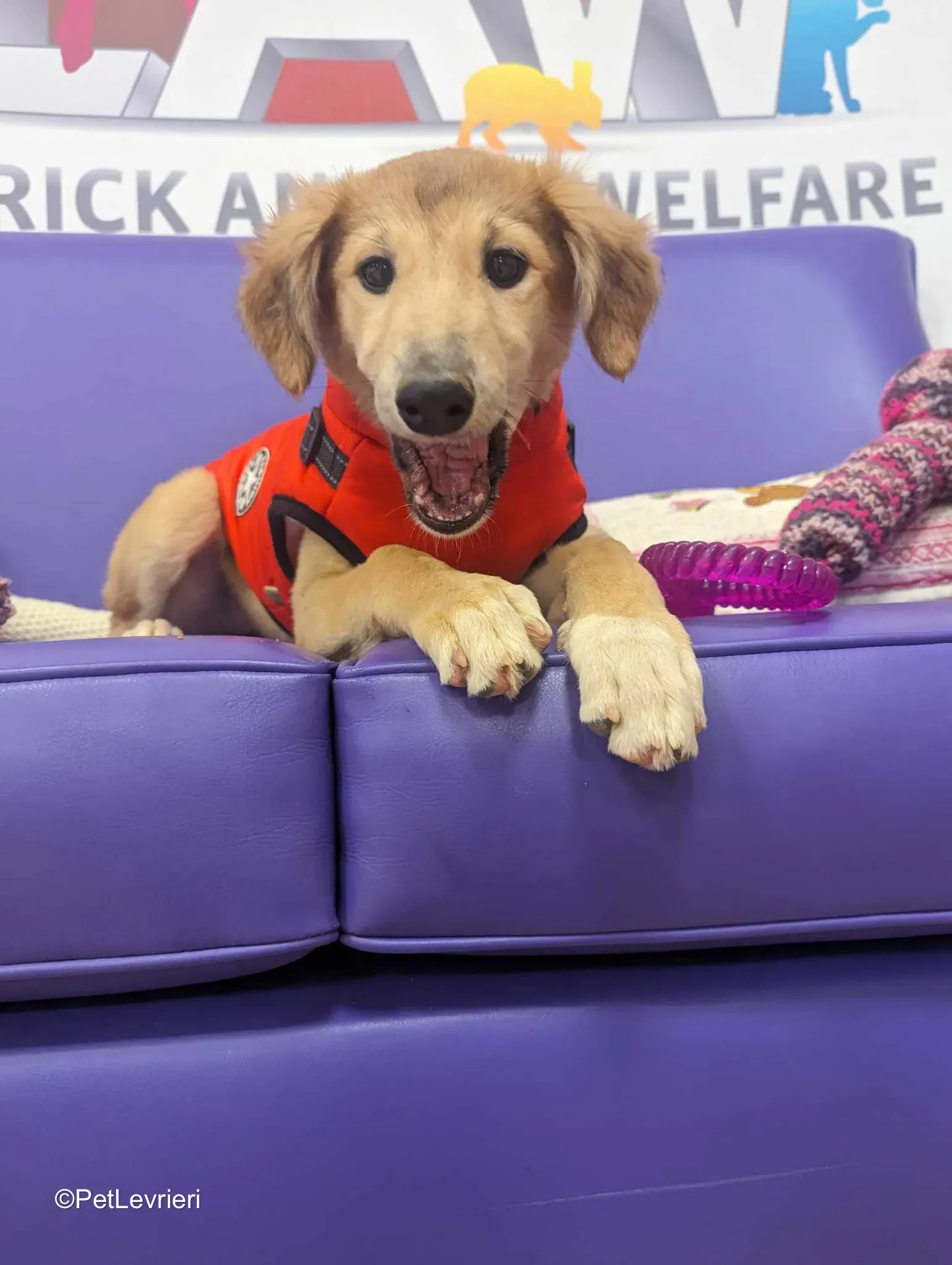 Gia adozione greyhound 14